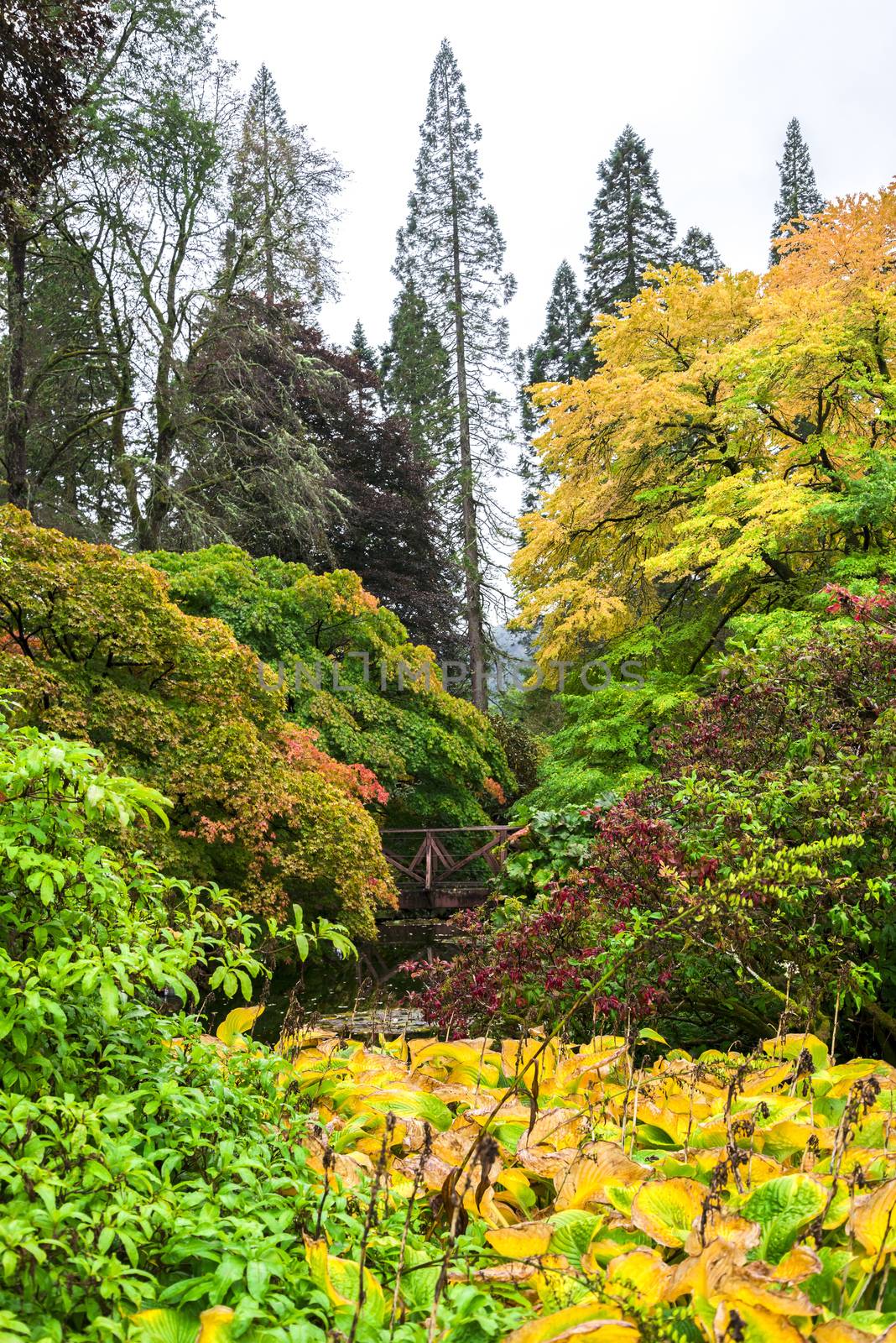 Colourful autumn landscape view at Benmore Botanic Garden, Scotland by anastasstyles