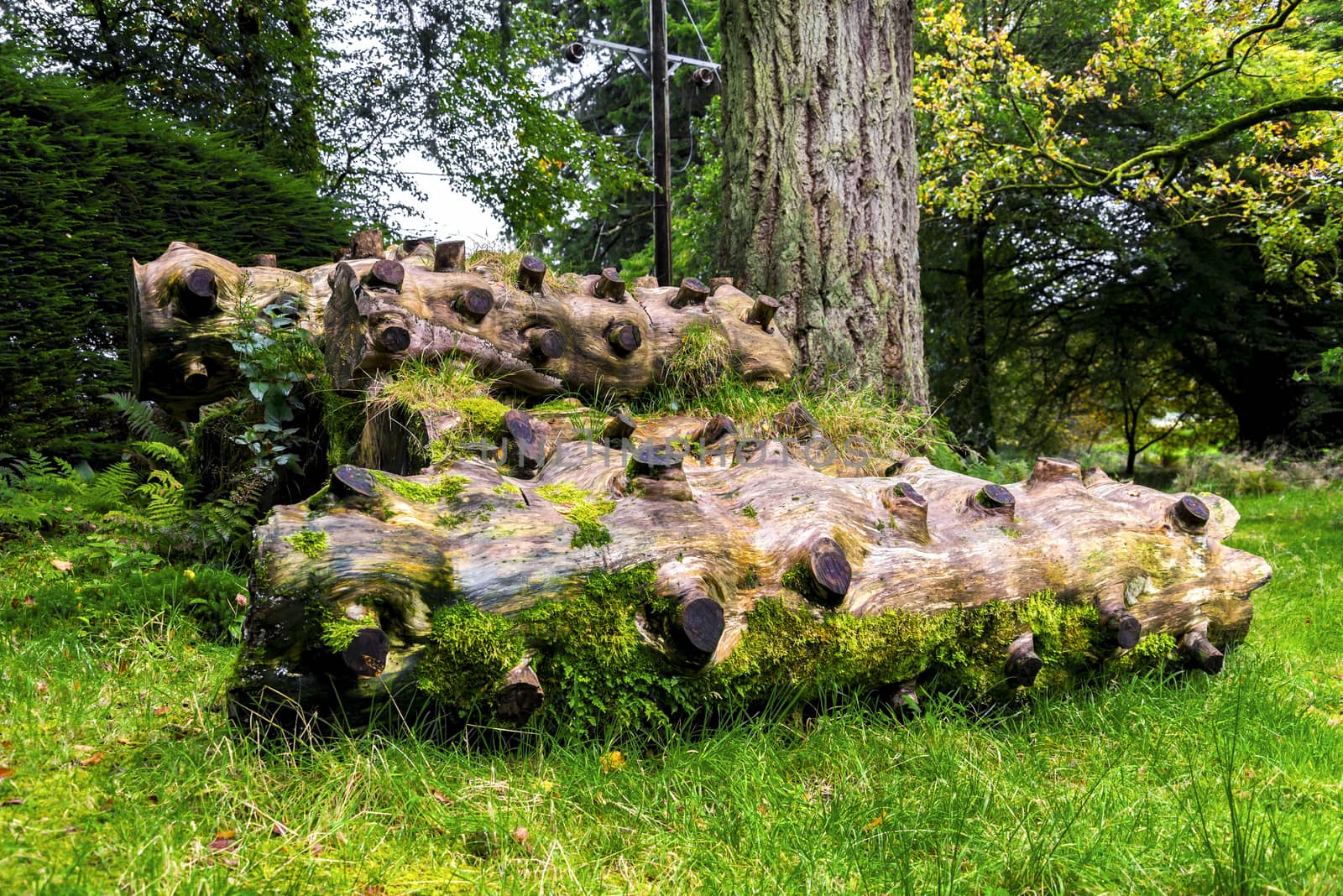 Scenic timber pieces with sawed off branches in Benmore Botanic Garden, Scotland by anastasstyles