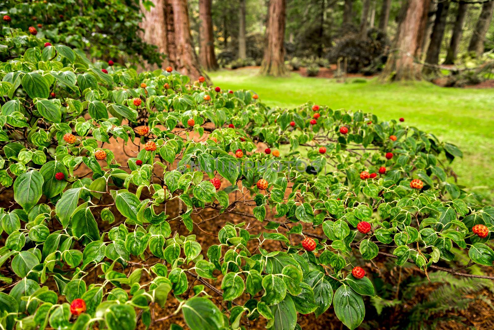 Beautiful tiny red flowers of Cornus kousa chinensis on Redwood Avenue, Benmore Botanic Garden, Scotland by anastasstyles