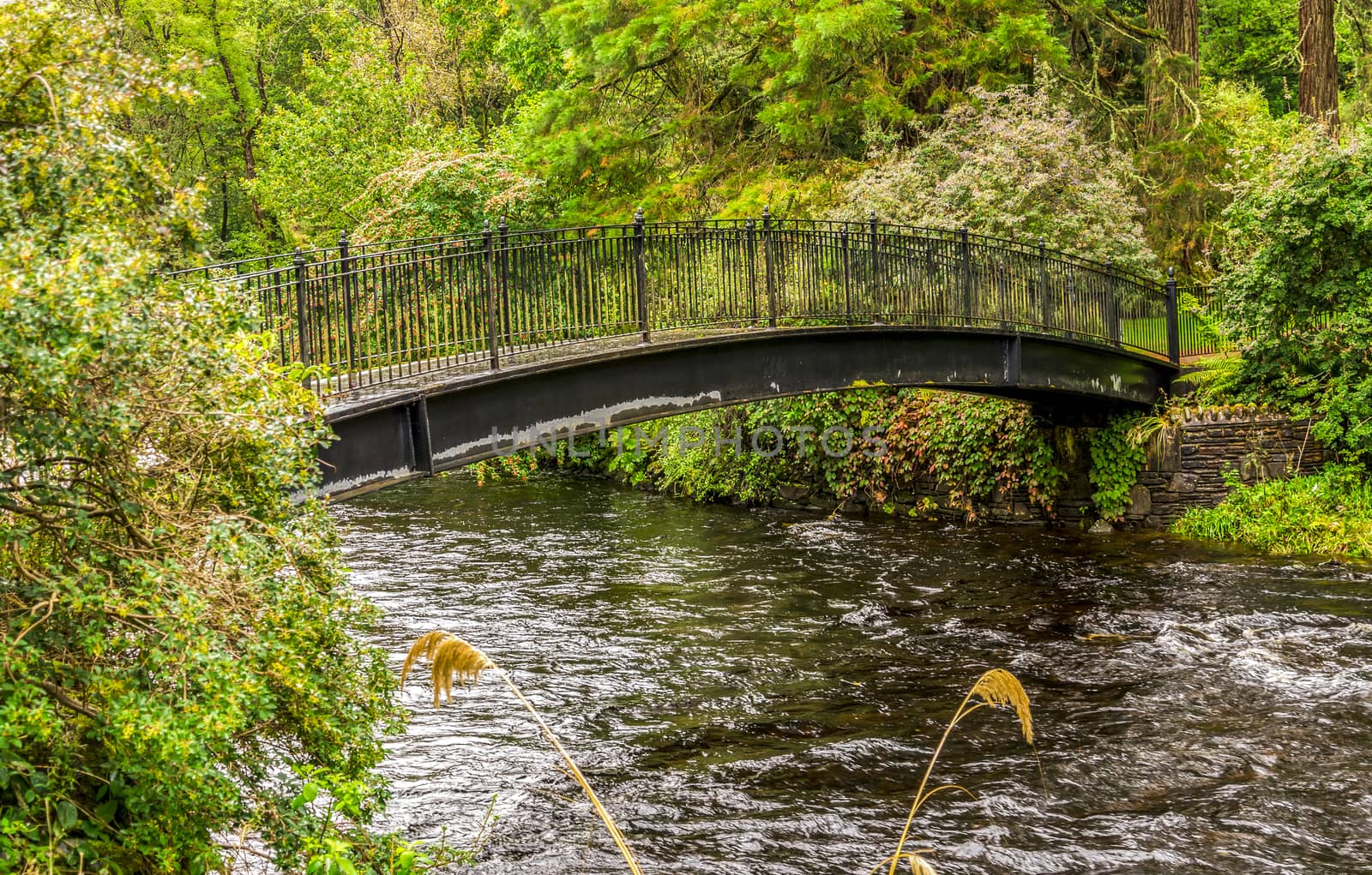 A pedestrian visitor's bridge over river Eachaig in Benmore Botanic Garden, Scotland by anastasstyles