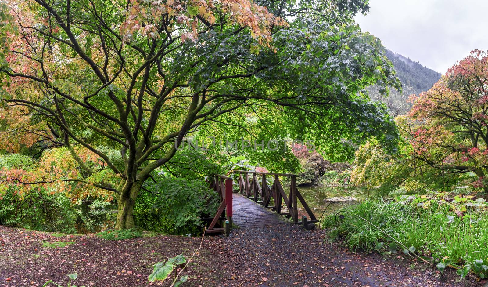 A small bridge near scenic pond in autumn season at Benmore Botanic Garden,  Loch Lomond and the Trossachs National Park, Scotland