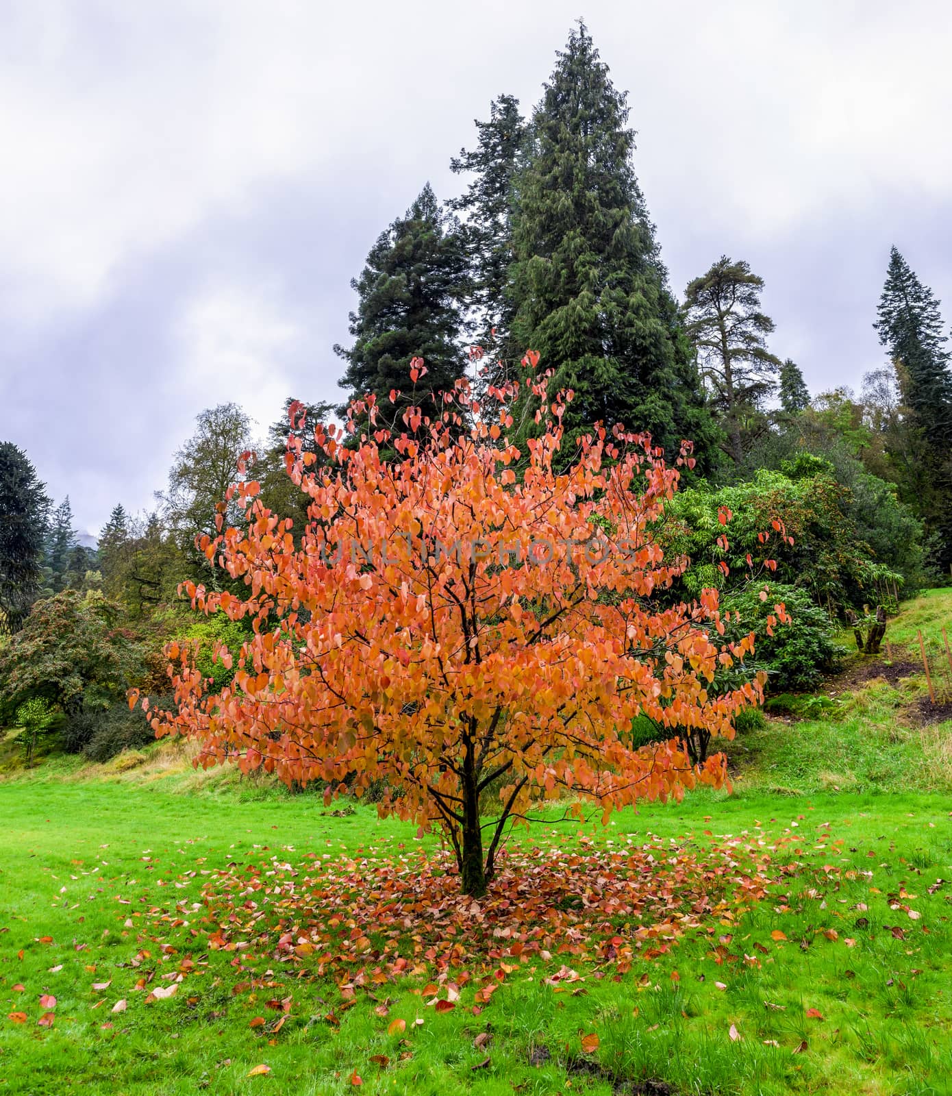 Falling leaves from a beautiful chinese tree (Davidia Involucrata) during autumn season in Benmore Botanic Garden, Loch Lomond and the Trossachs National Park, Scotland