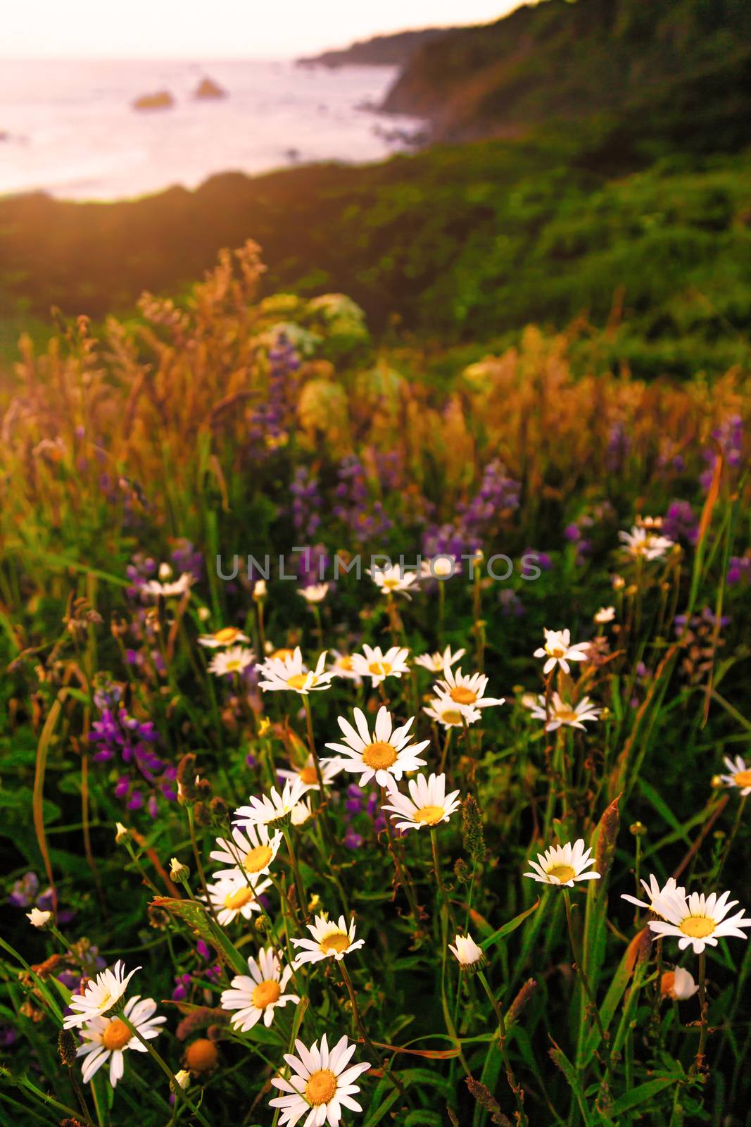 California Sunset with Wildflowers and an Ocean View by backyard_photography