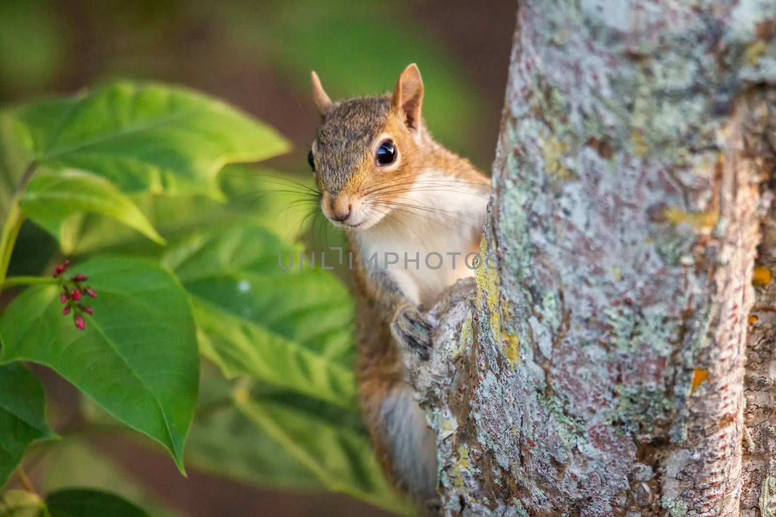 A wild squirrel poses for the camera. Florida, USA.