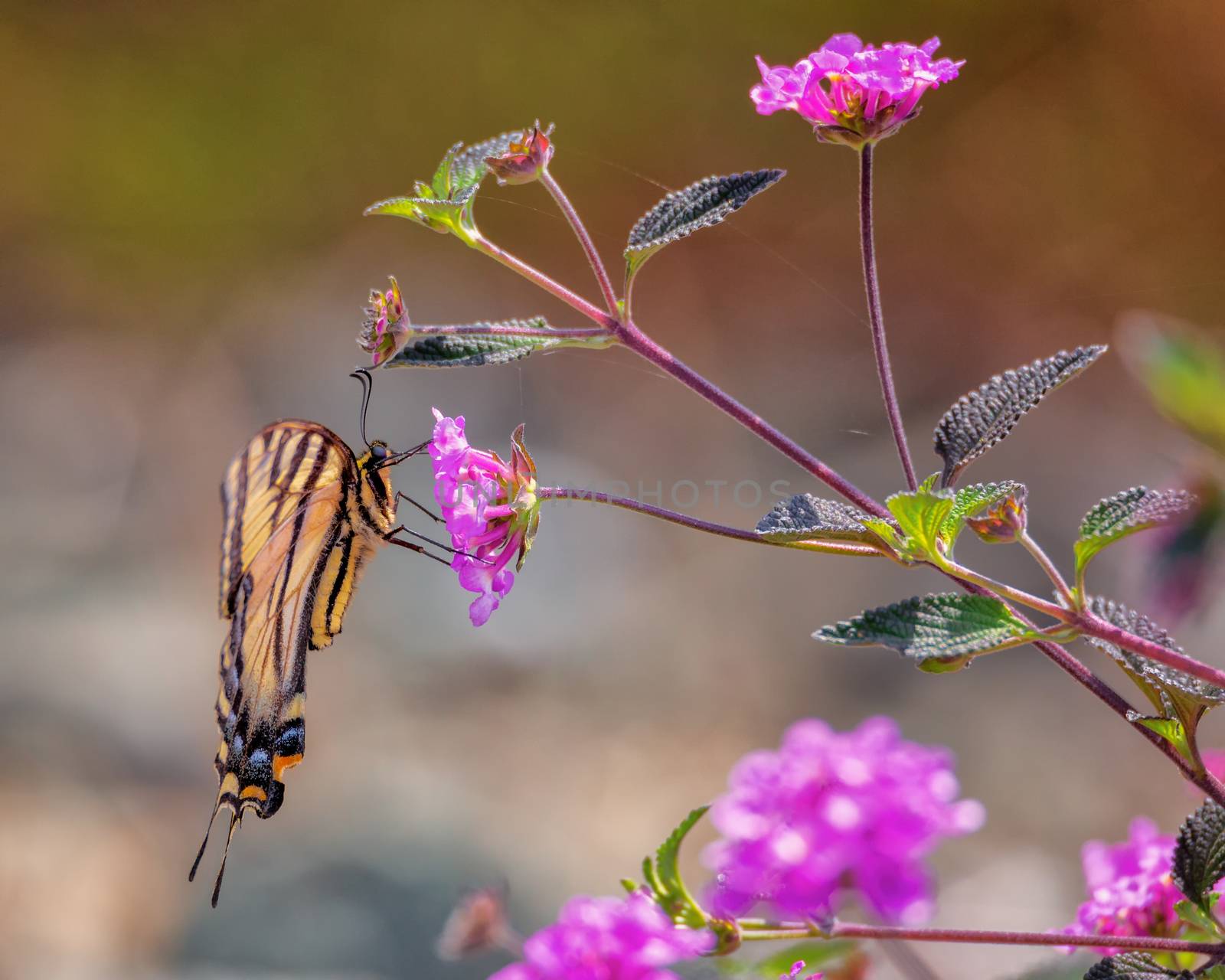 A yellow and black monarch butterfly drinks nectar from a flower.