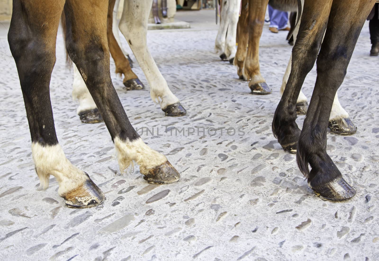 Legs of horses, detail of horses in an exhibition in the city