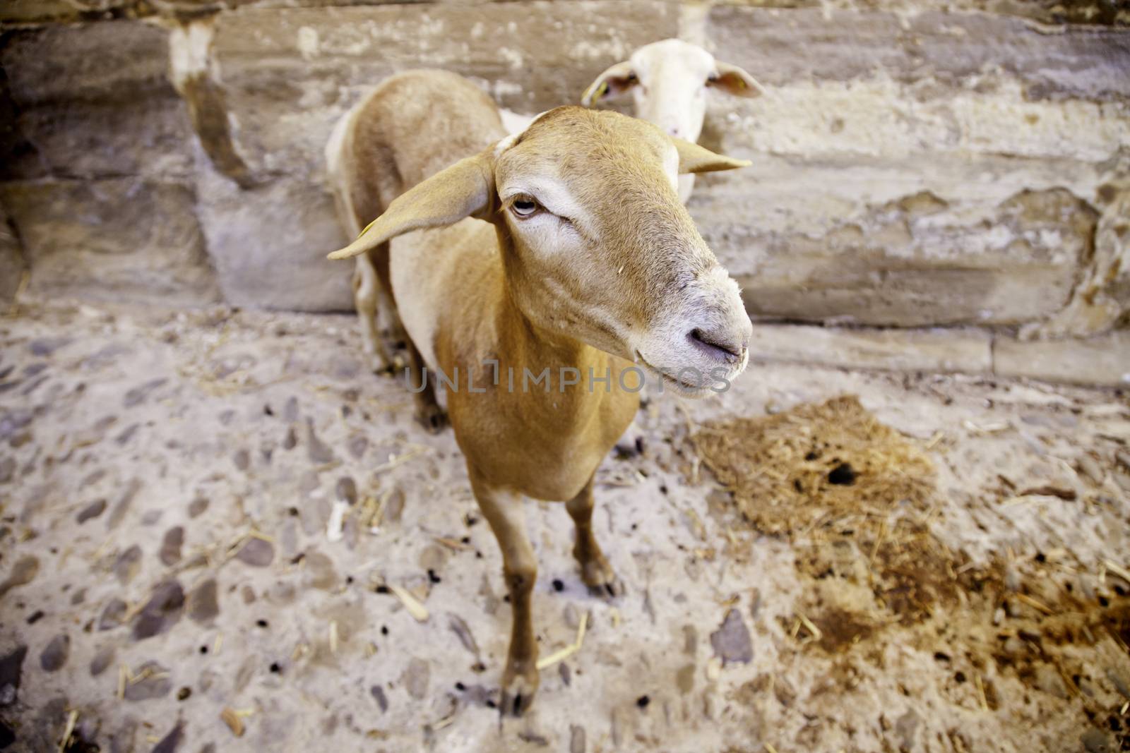 Domestic Sheep, detail of a couple of animals in the city, mammals