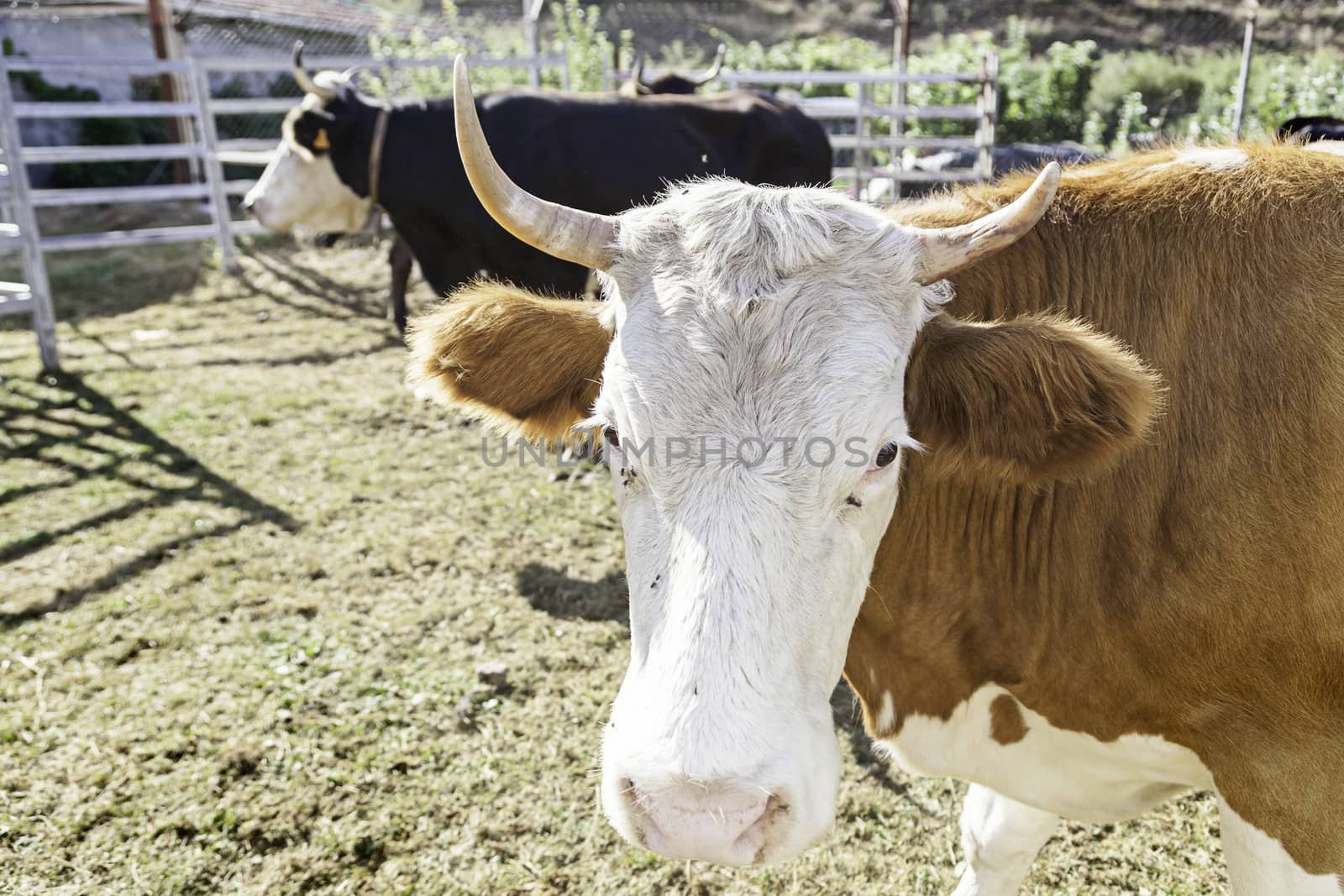Farm cow, detail of a mammalian animal farm