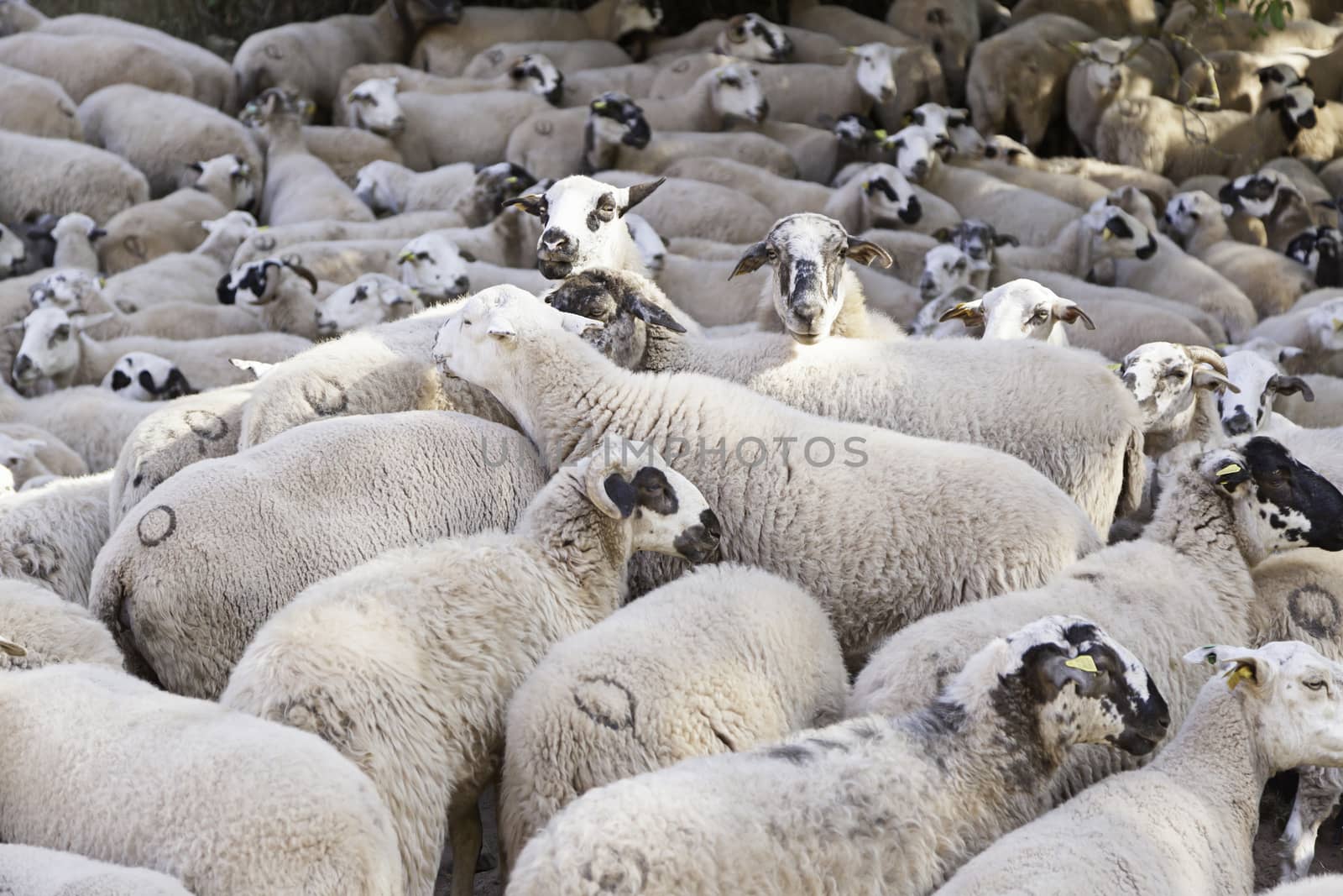Flock of sheep on the farm, detail of the livestock industry, animal living mammals, life and nature