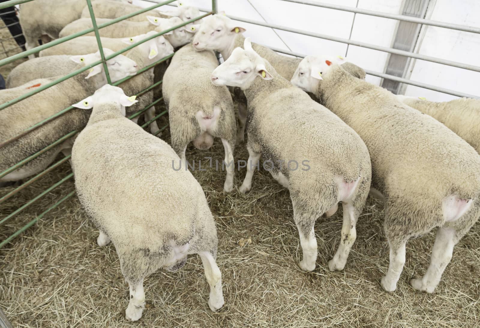 Sheep farm in captivity, detail of some animals to produce wool and milk, mammal in captivity