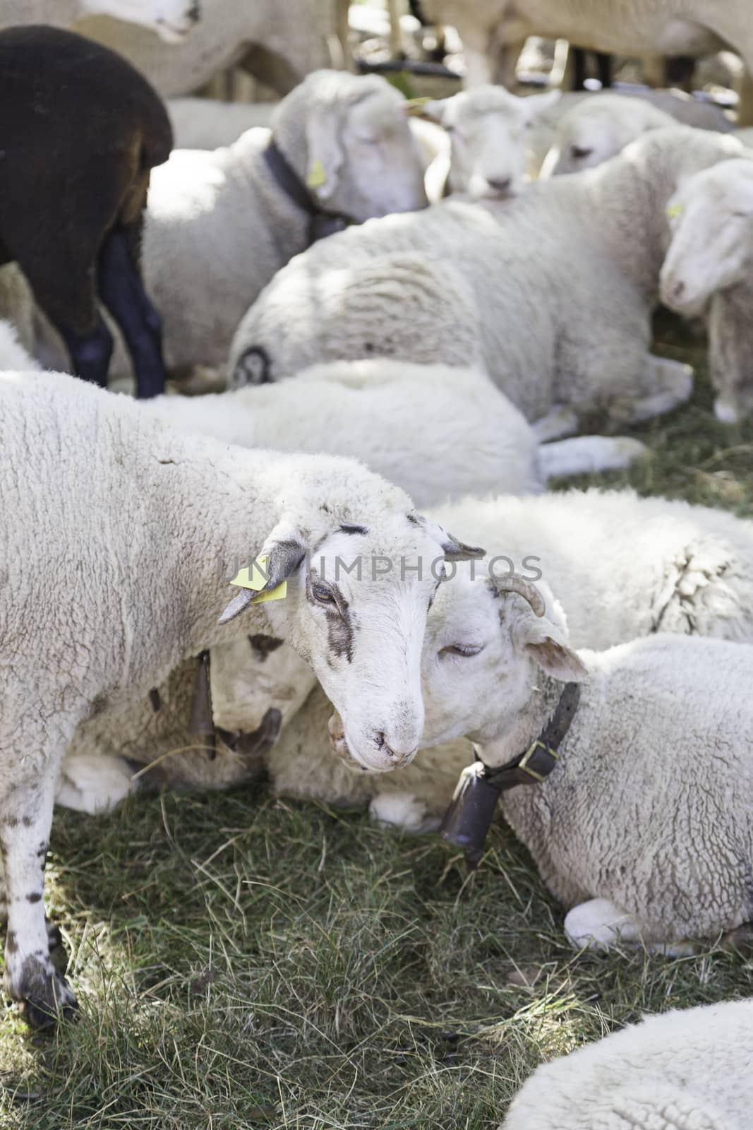 Sheep Milk by esebene