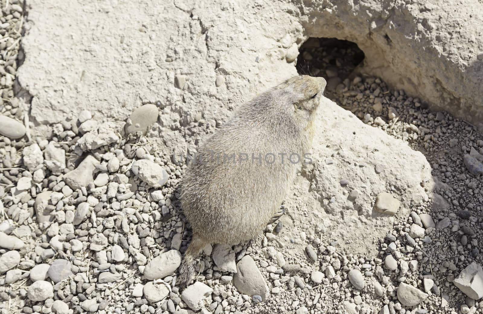 Prairie dog in his burrow, detail cuatividad a wild animal, zoo and animal exposure