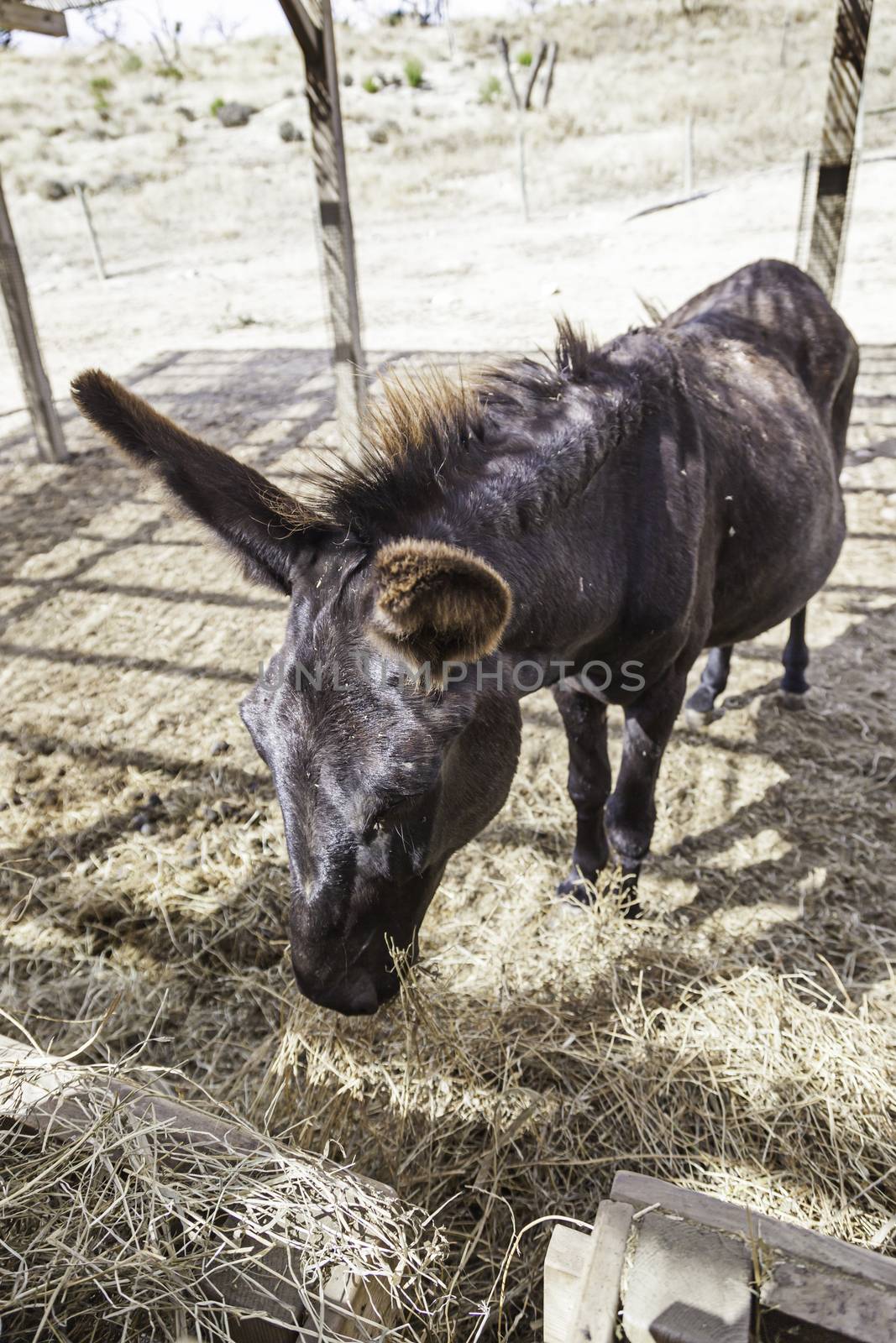 Donkey on a farm, detail of a trained mammal, animal to work on the farm