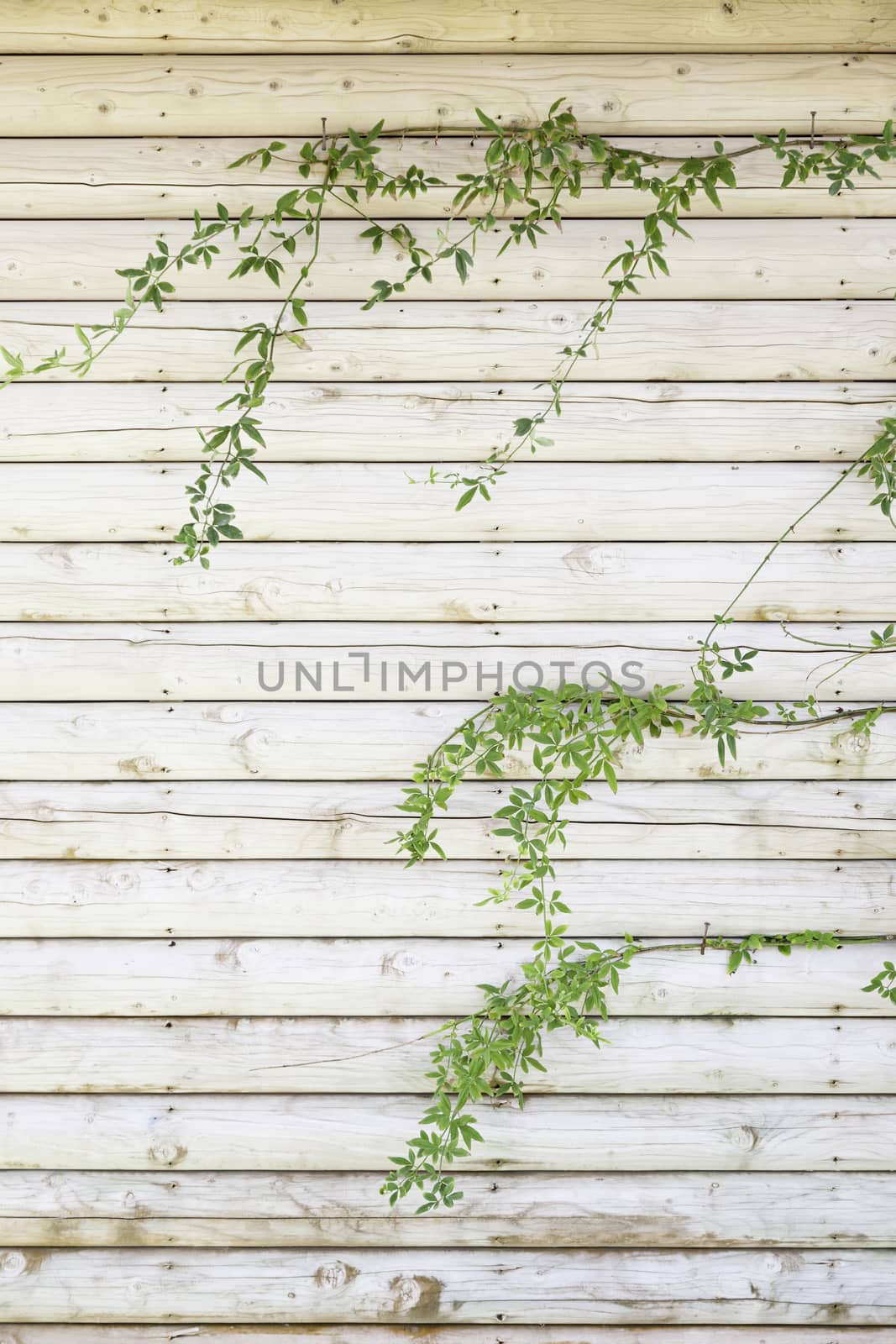Wooden background with green ivy, detail of a wooden wall with plants, exploration and nature