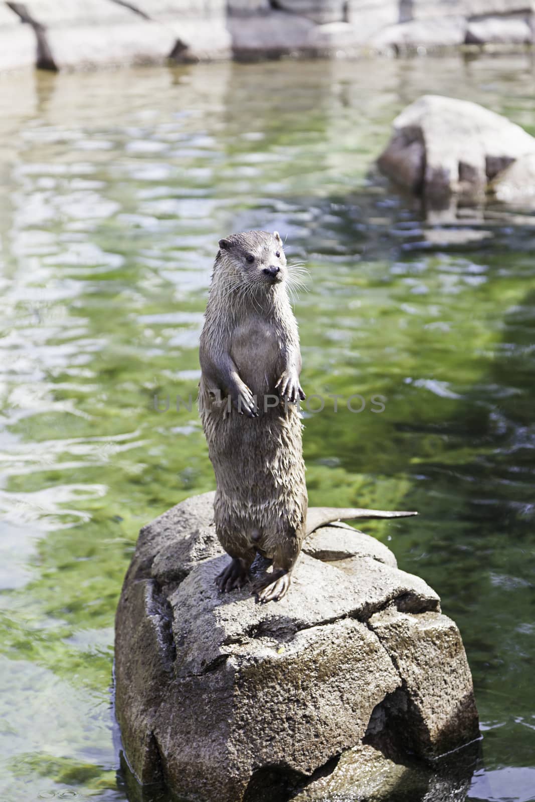 Otter resting on a rock, closeup of a wild animal in a pond in a zoo in the city