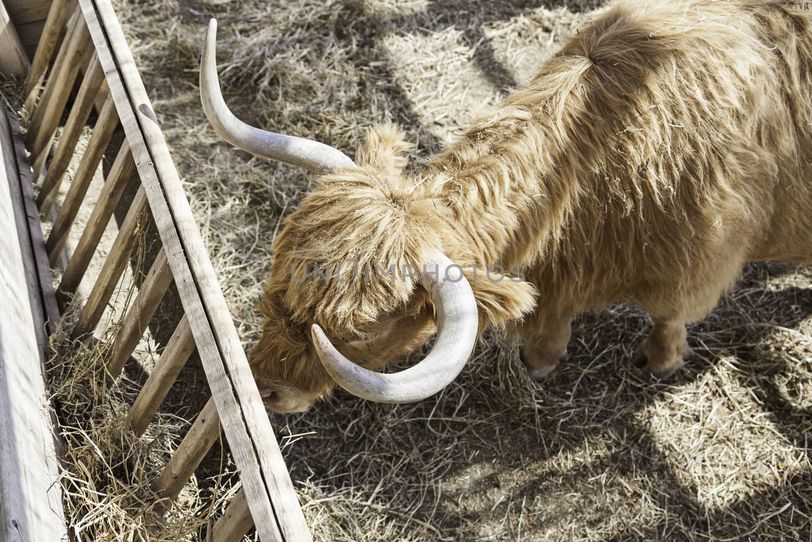 Irish Cow grazing, detail of a farm animal eating mammal on a farm