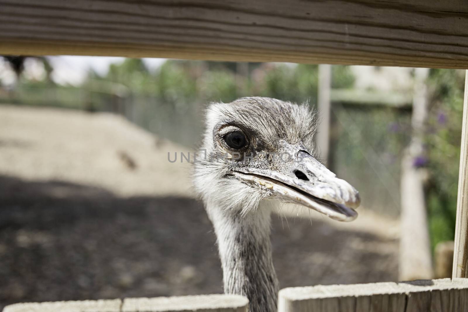 Ostrich head, detail of a large bird in a zoo in the city