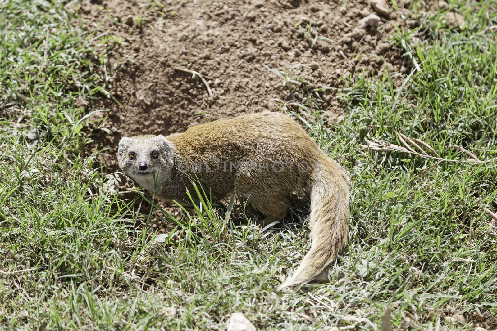 Mongoose in the jungle, wild mammal detail, exotic and rare animals