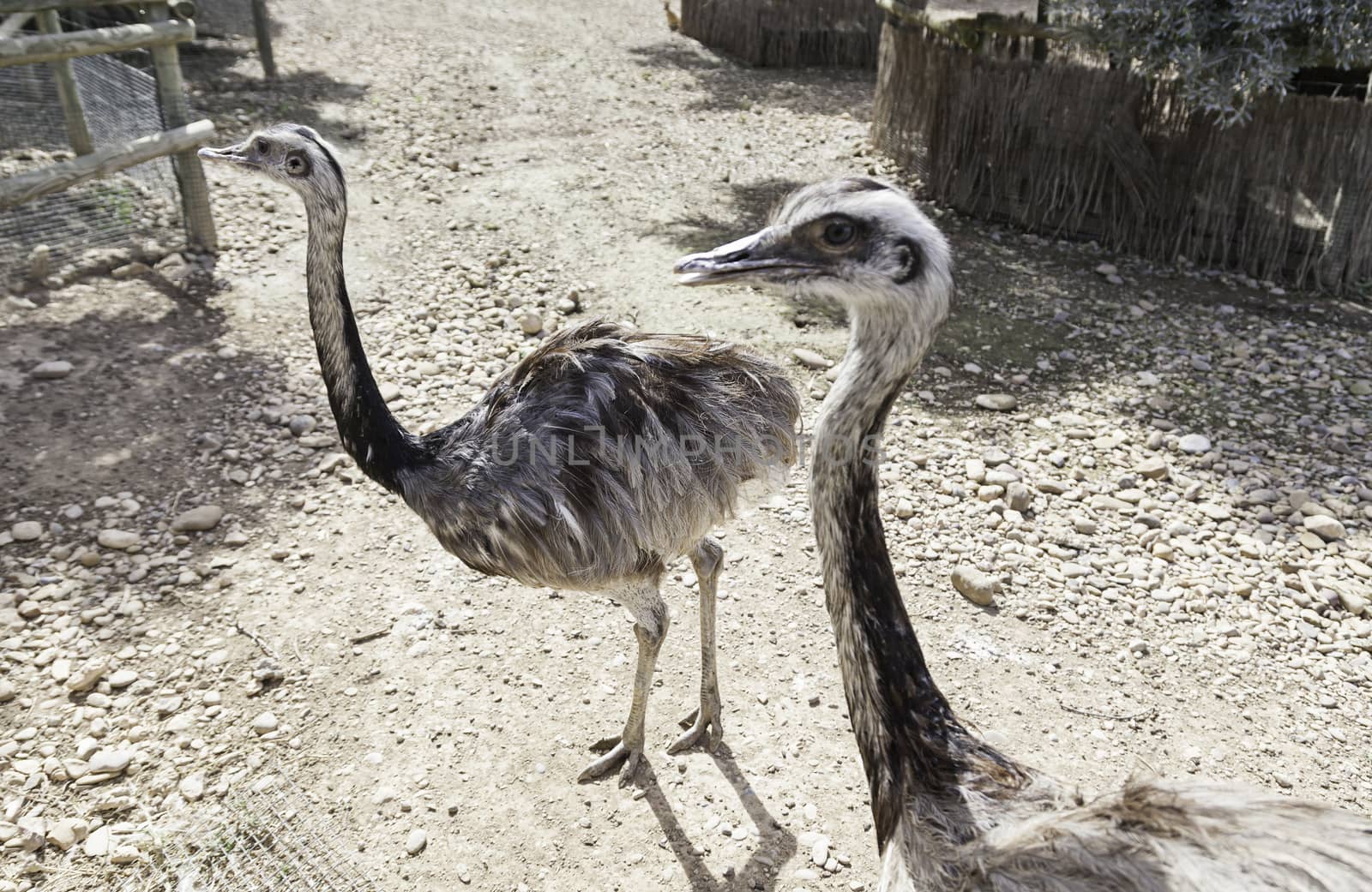 Ostrich running in the zoo, detail of a large bird in an enclosed, care and protection