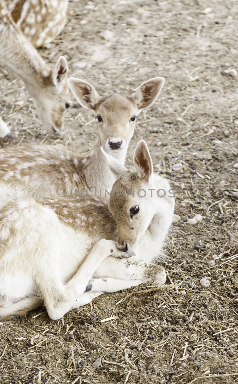 Young deer in a zoo by esebene