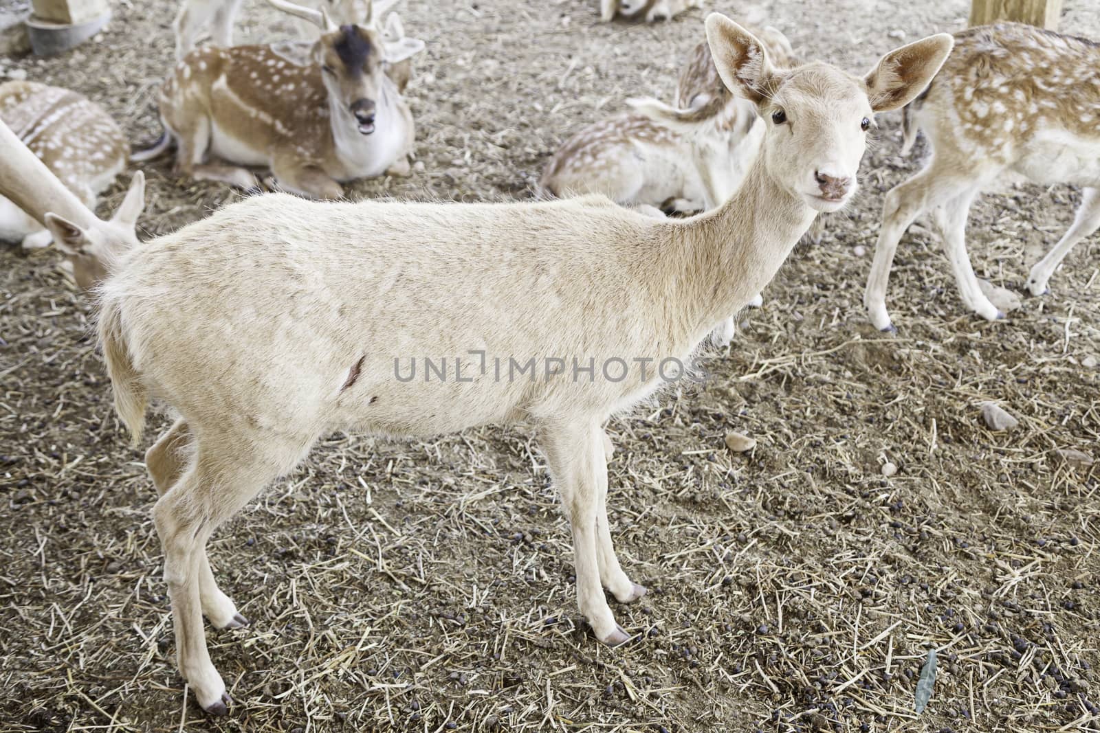 Young deer herd in a zoo, detail of some mammals in a cage in a zoo, animal