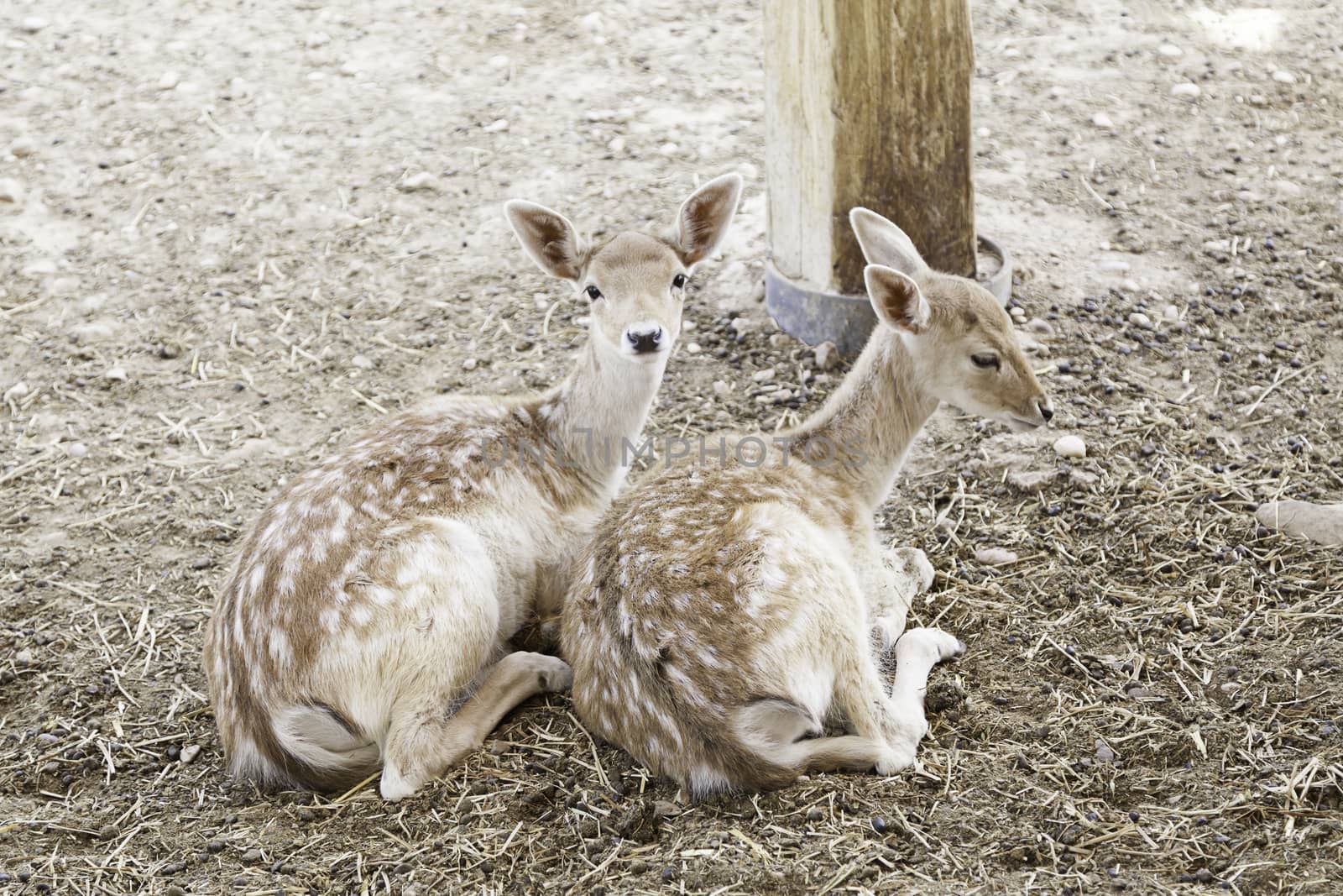 Couple of young deer by esebene