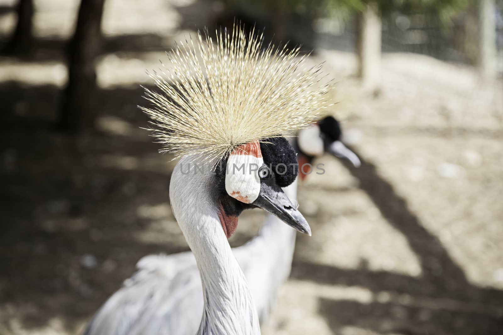 Grey Heron wild bird detail and beauty large animal in captivity