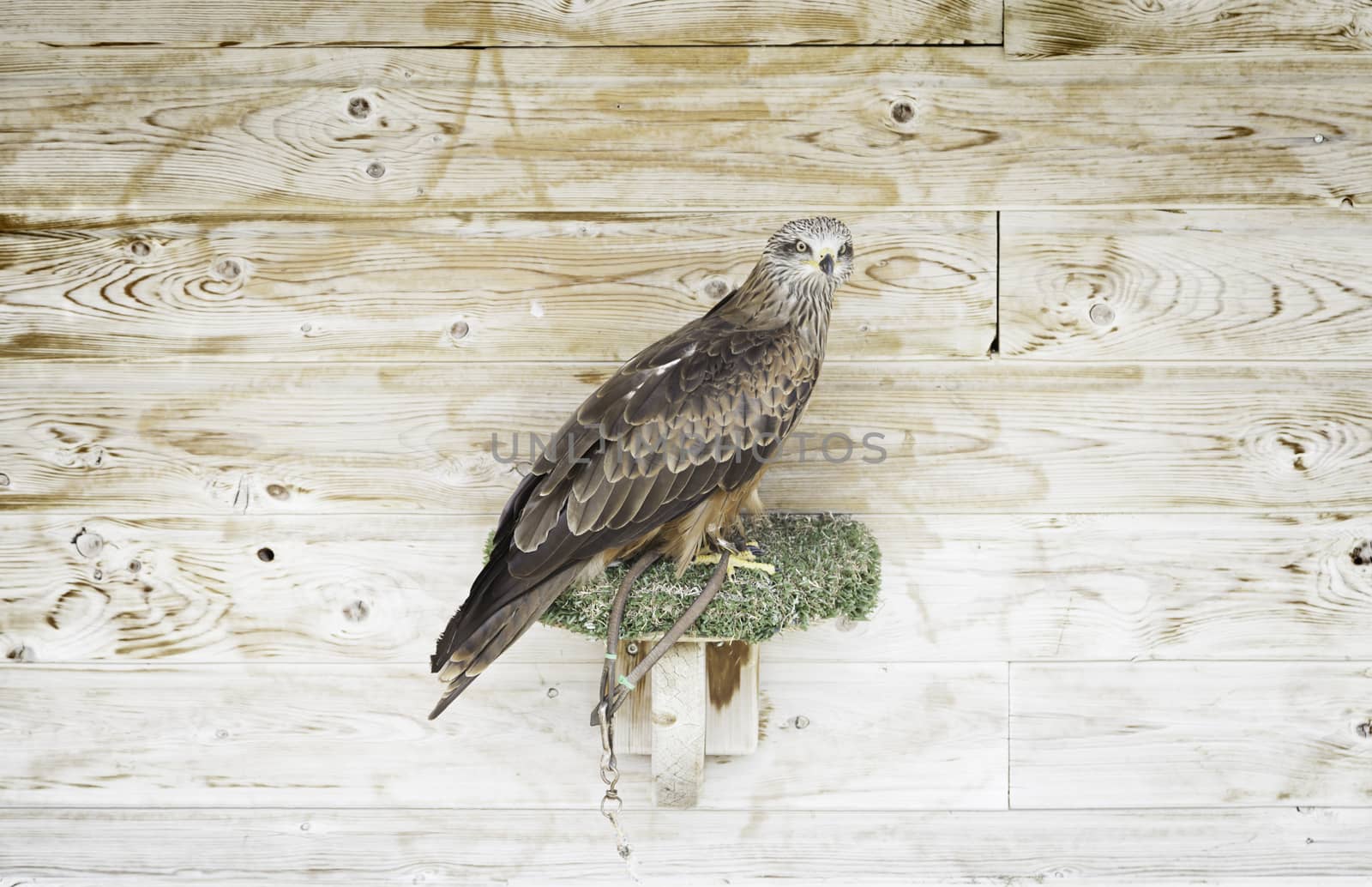 Captive eagle falconry, detail from a wild bird for falconry