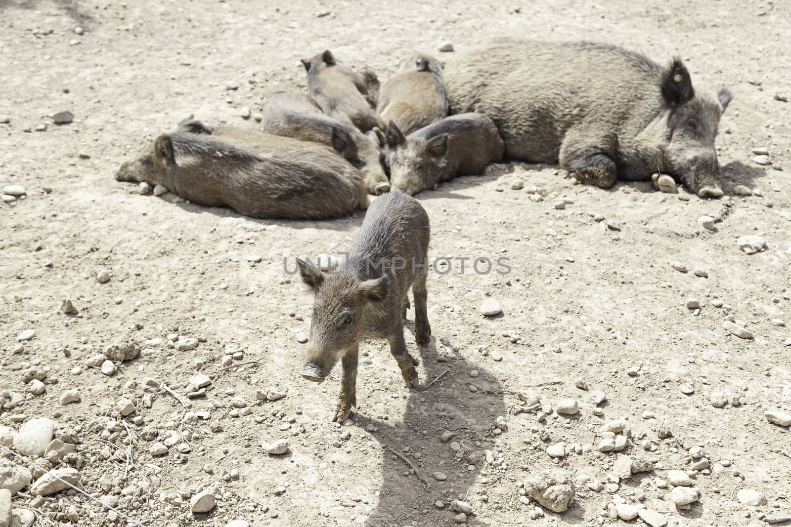 Herd of wild pigs, detail of mammals in captivity, animal farming