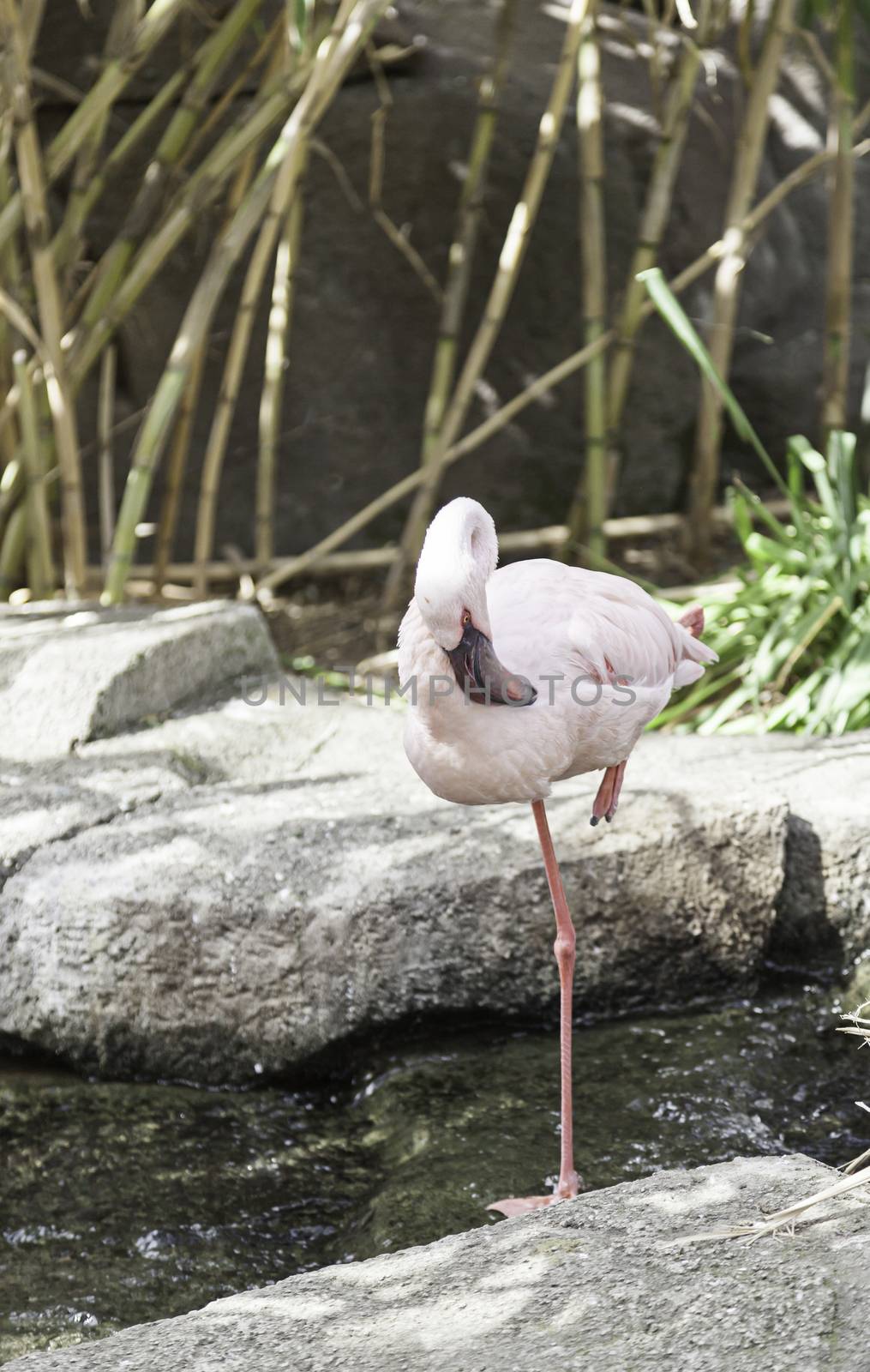 White flamingo in captivity, detail of an exotic bird in a zoo, wild and exotic bird