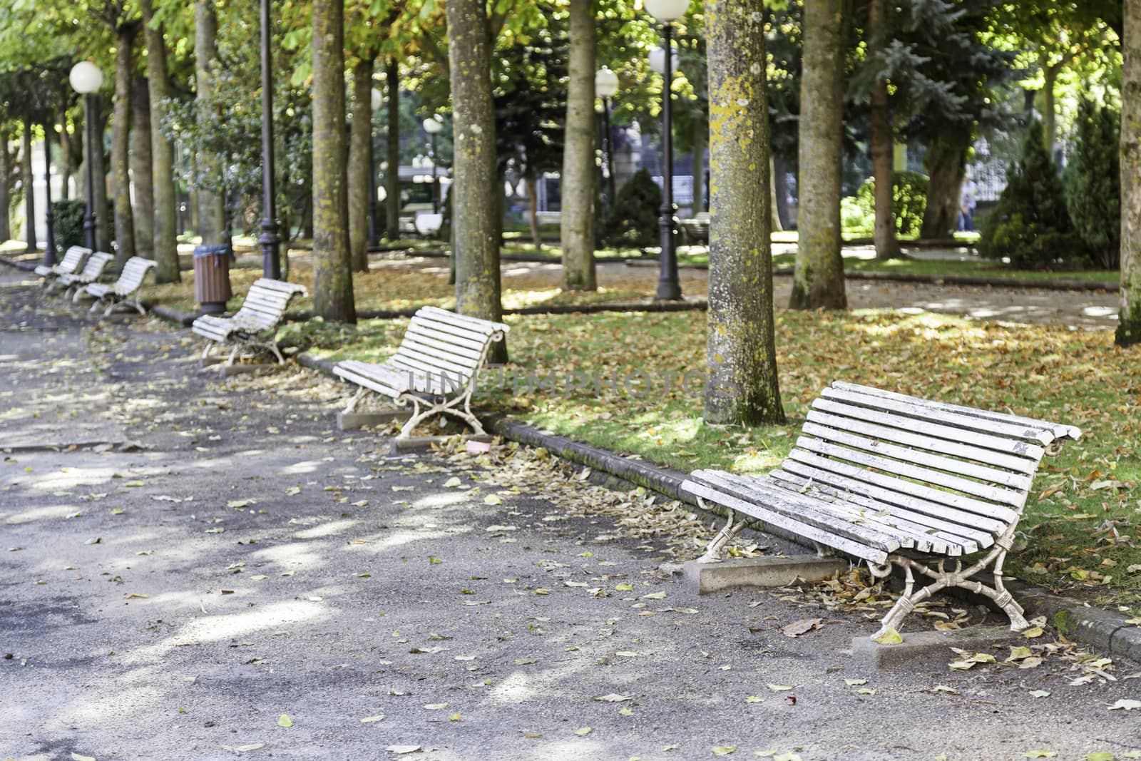 Benches park detail of seats to rest in a park with trees, nature