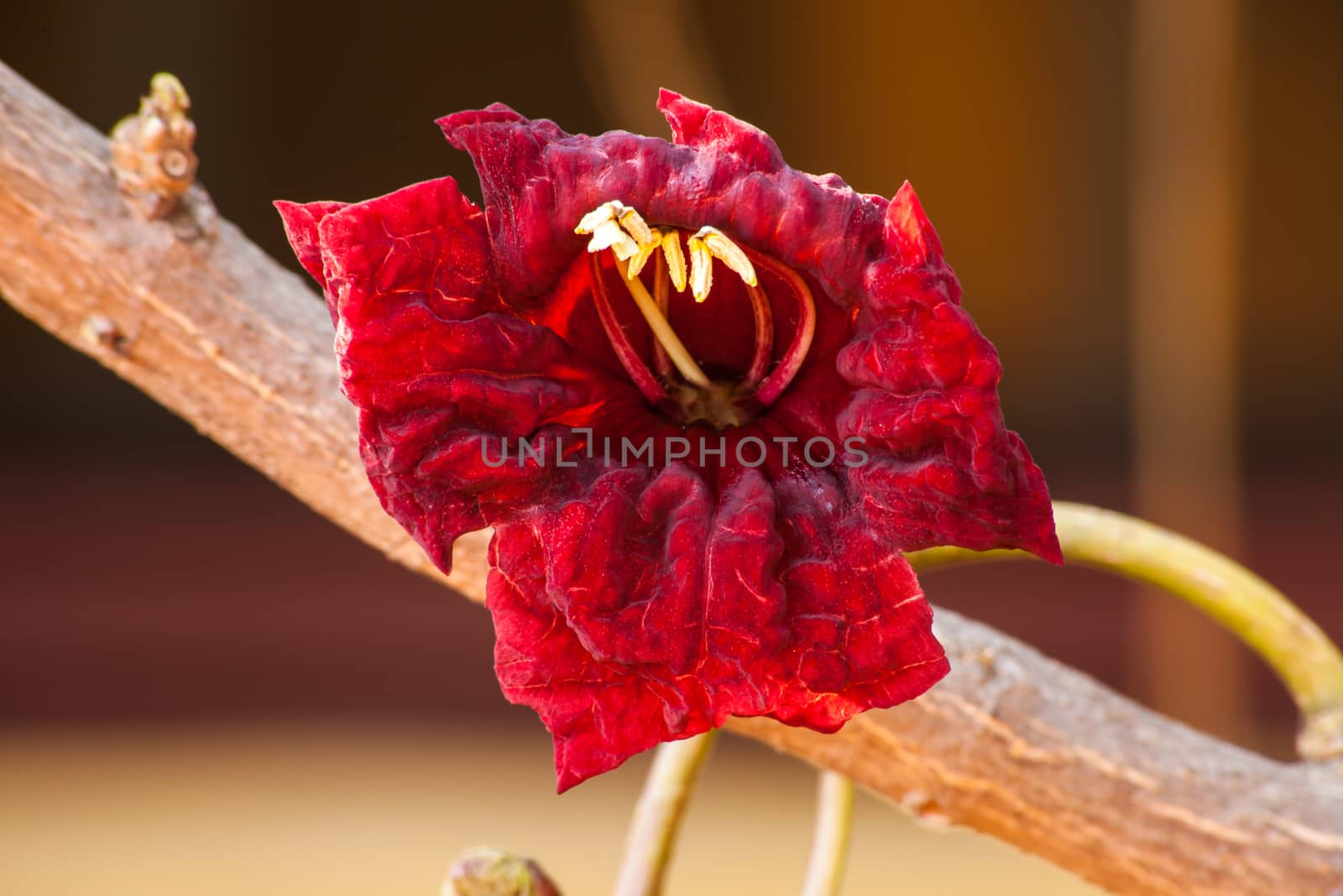 The blood-red flower of the Sausage Tree (Kigelia africana). The trees are endemic to Africa and occur naturally in most of  Sub-Sahara Africa.