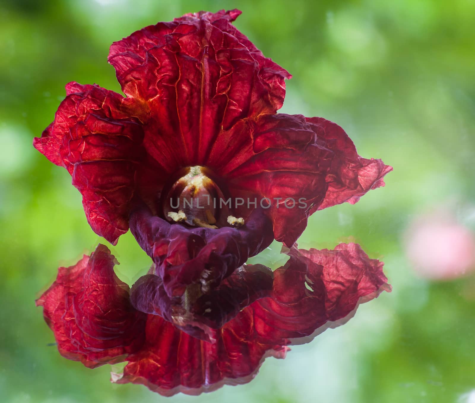 The blood-red flower of the sausage tree (Kigelia africana) reflected on glass, resulting in a double reflection.