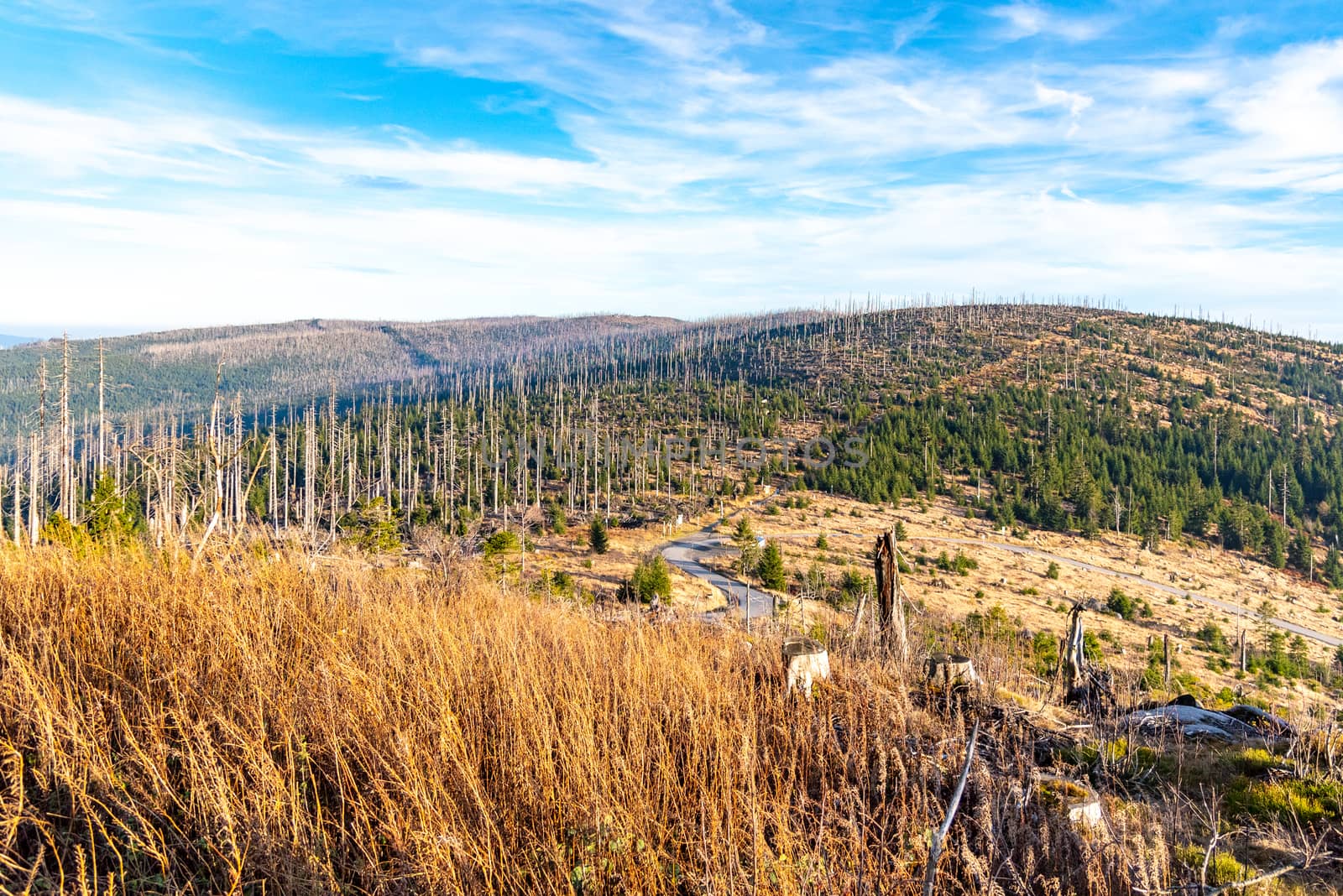 Devasted forest in caues of bark beetle infestation. Sumava National Park and Bavarian Forest, Czech republic and Germany. View from Tristolicnik, Dreisesselberg, to Plechy, Plockenstein.