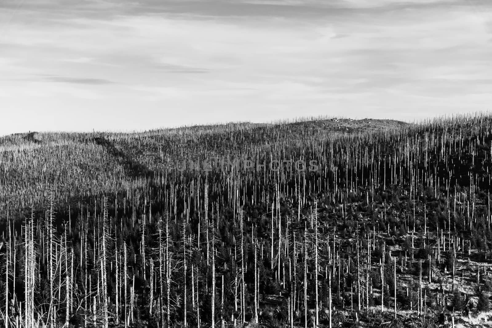Devasted forest in caues of bark beetle infestation. Sumava National Park and Bavarian Forest, Czech republic and Germany. View from Tristolicnik, Dreisesselberg, to Plechy, Plockenstein by pyty