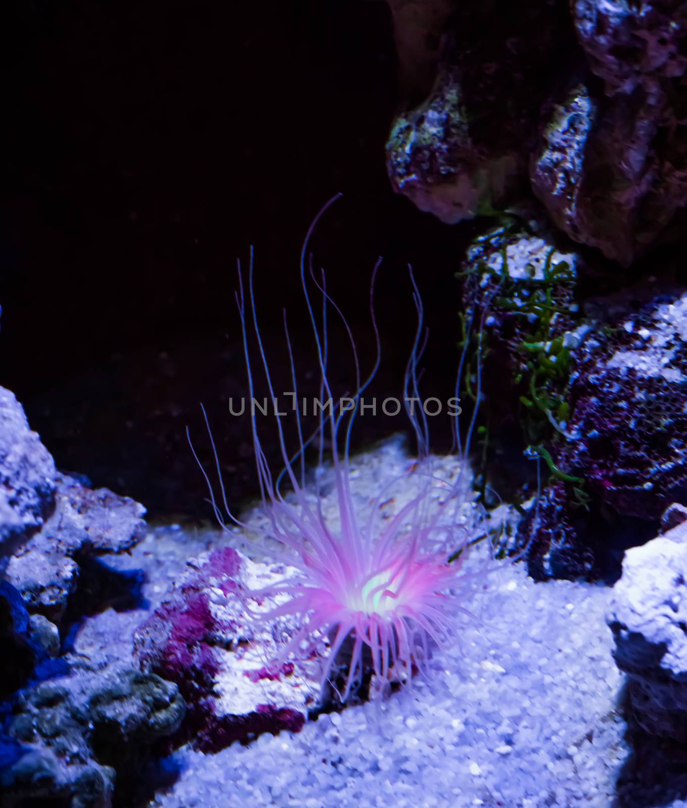 beautiful sea anemone animal plant shining purple pink light fairytale like aquatic underwater ocean landscape by charlottebleijenberg