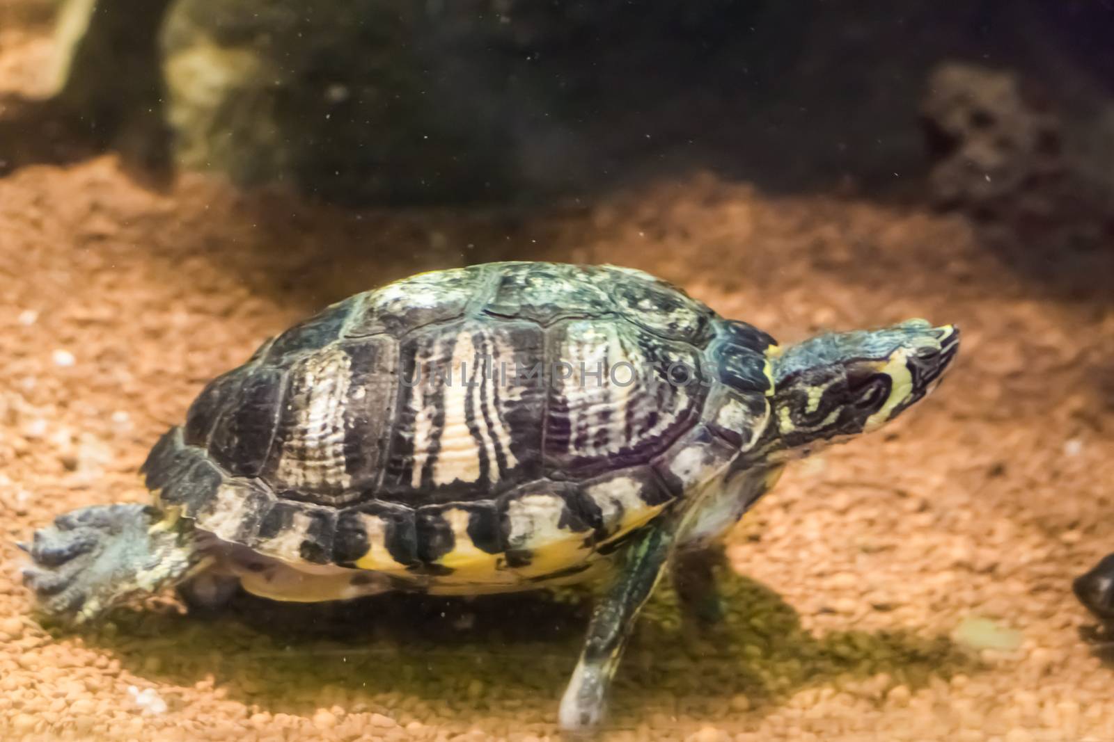 crowned river turtle with yellow stripes swimming underwater water reptile animal portrait