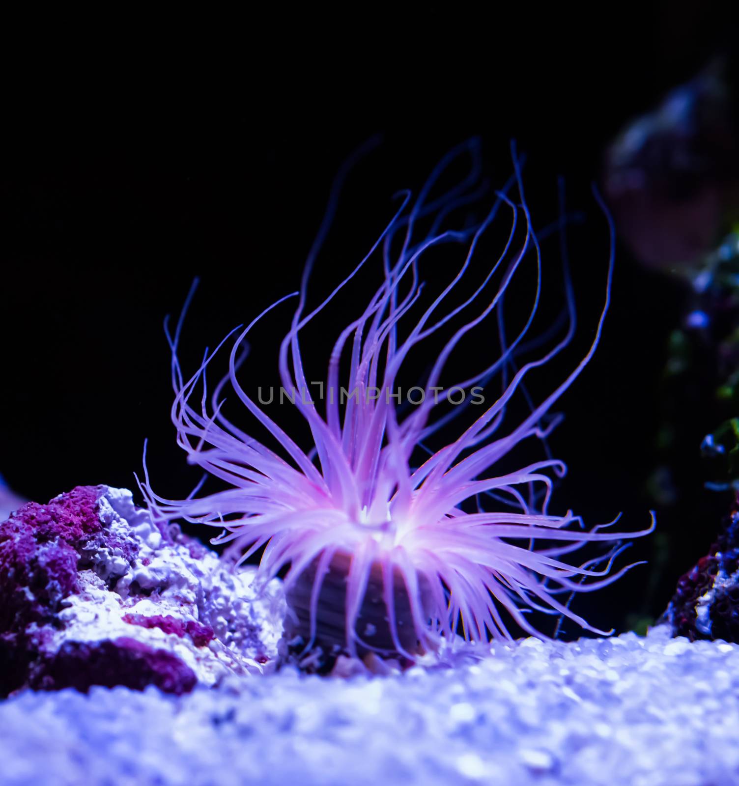 beautiful sea anemone lighting up in purple blue and pink vibrant colors aquatic underwater ocean animal plant by charlottebleijenberg