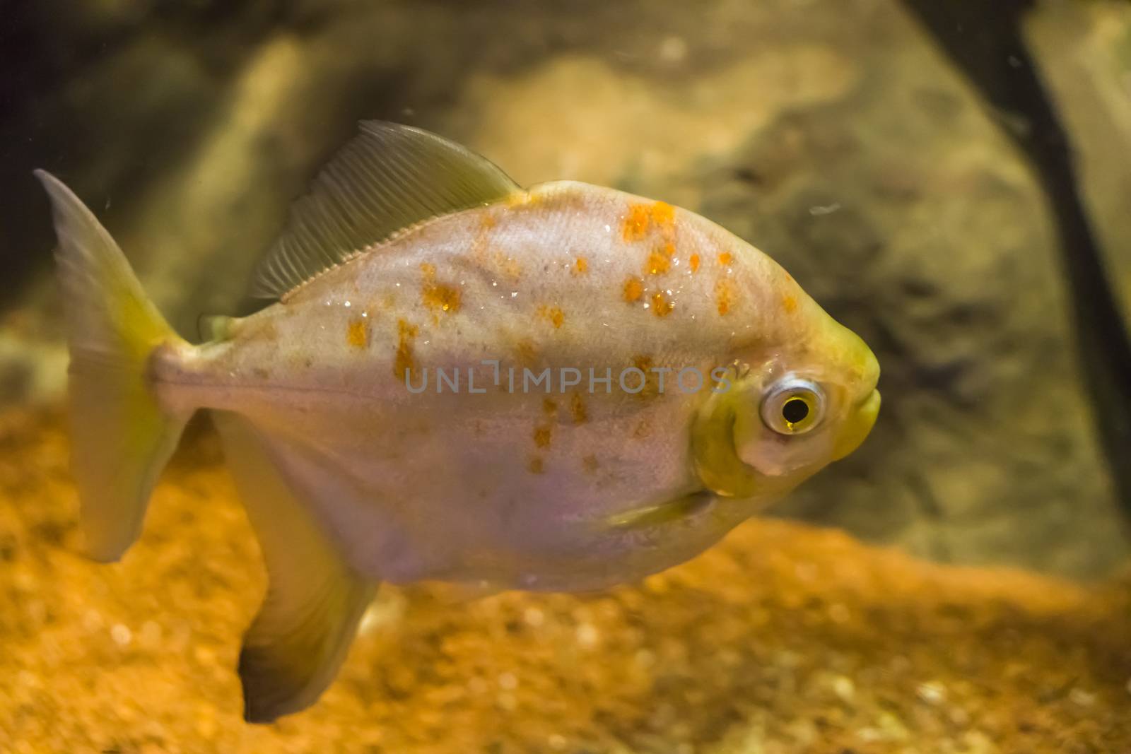 white silver and yellow tropical fish with glittering scales underwater sea life portrait
