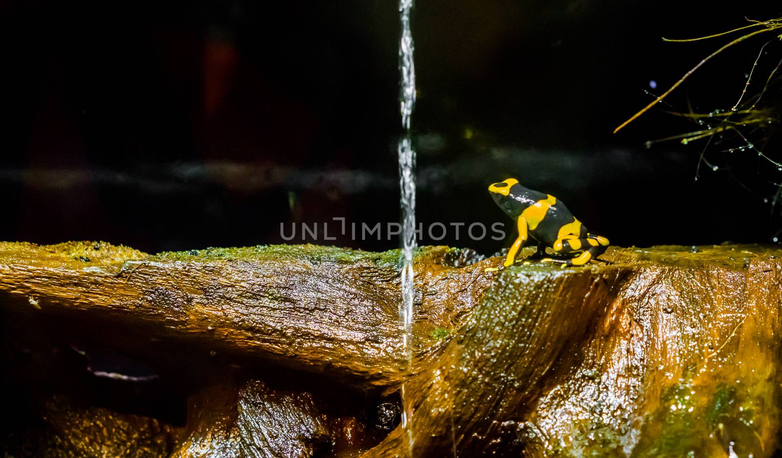 yellow banded bee poison dart frog a extreme poisonous and dangerous amphibian from america by charlottebleijenberg