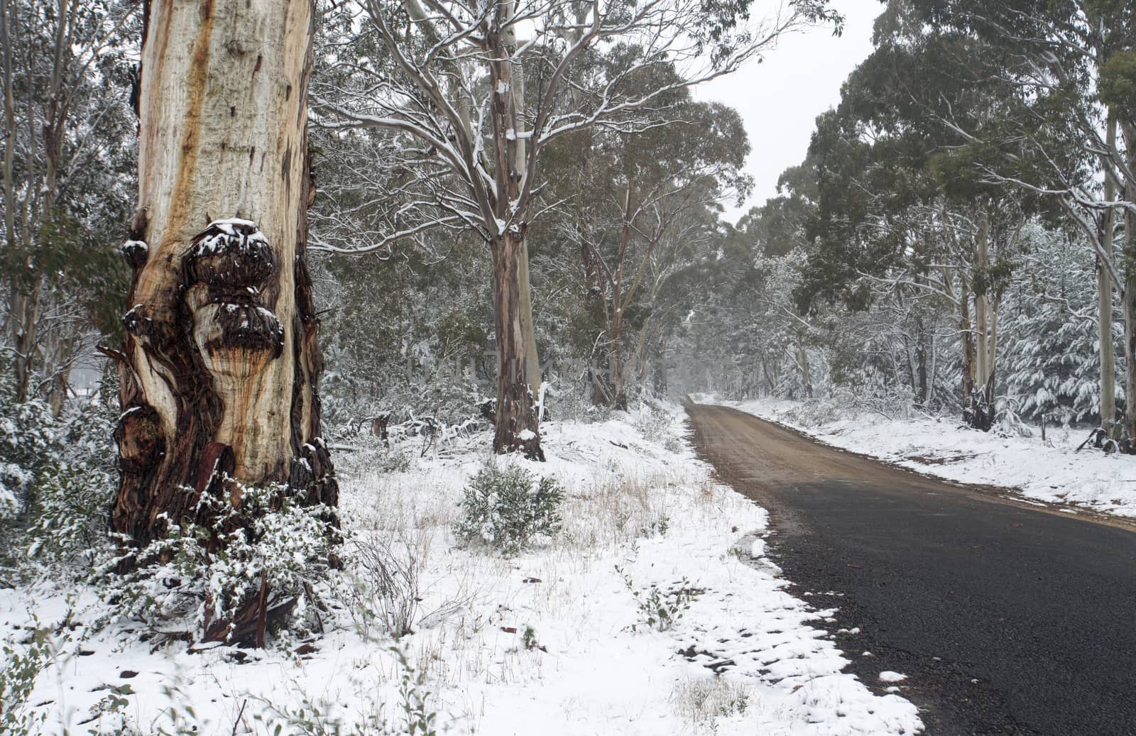 Australian gum trees in the snow by lovleah