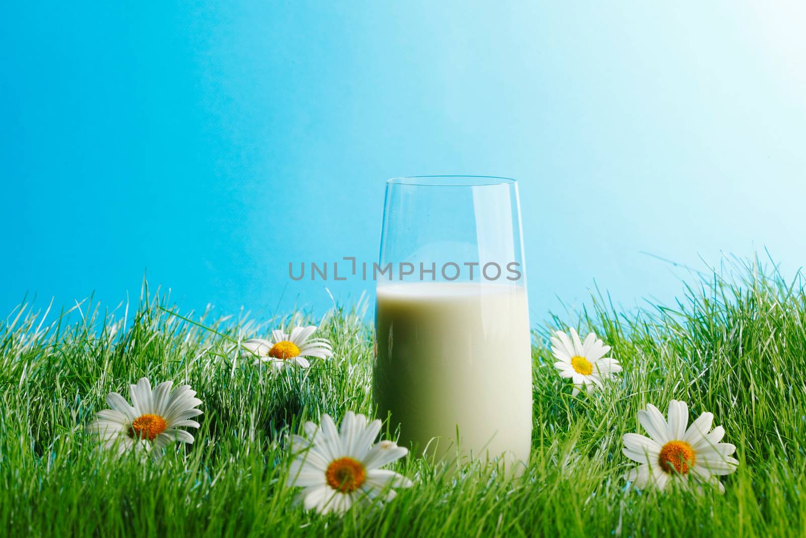 Glass of milk in spring fresh grass with white daisies 