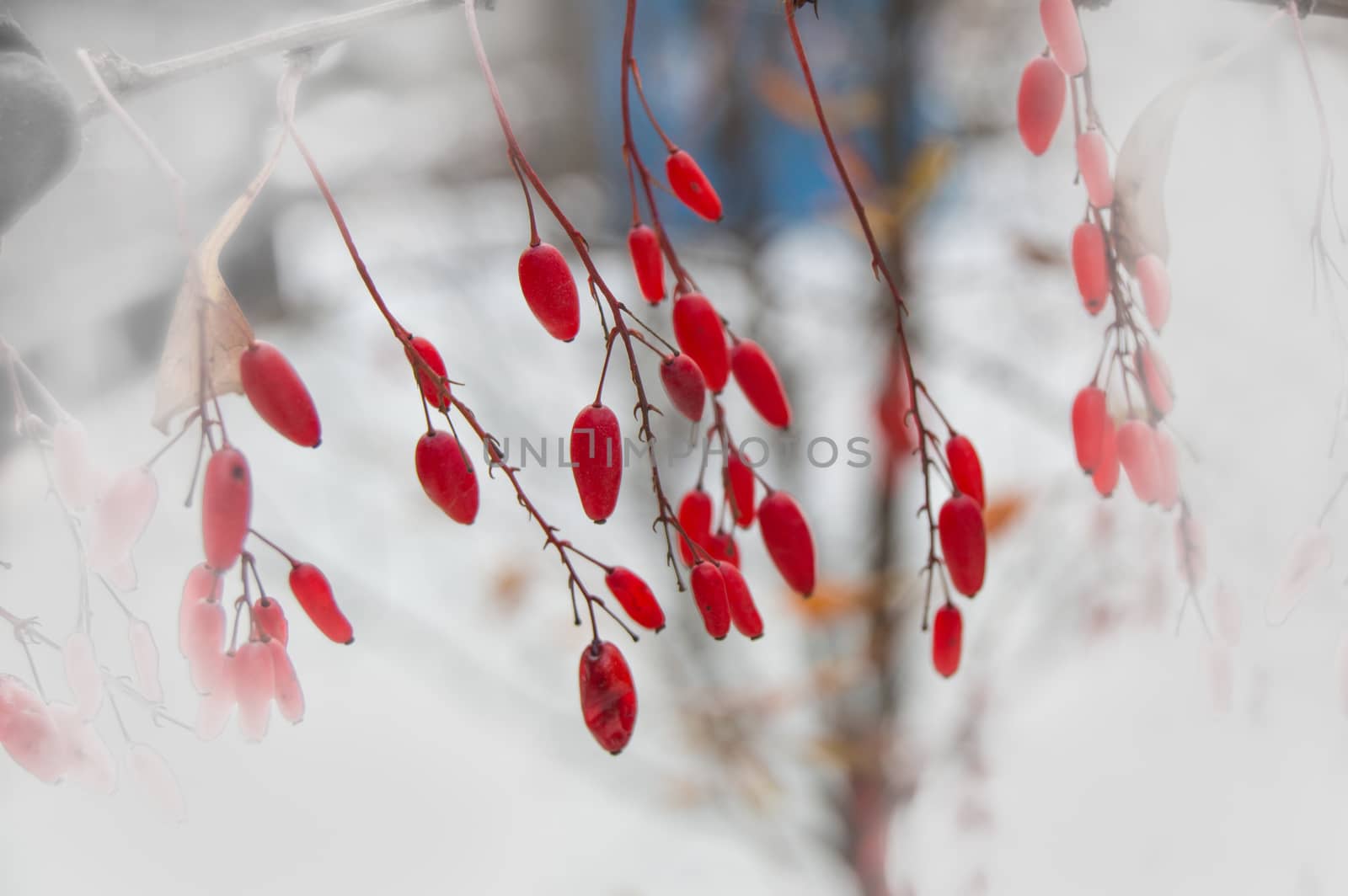 Red berries of barberry close-up selective focus on white background, vignetting effect.