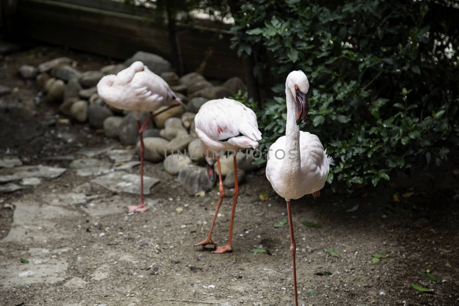 Exotic wild flamingos by esebene
