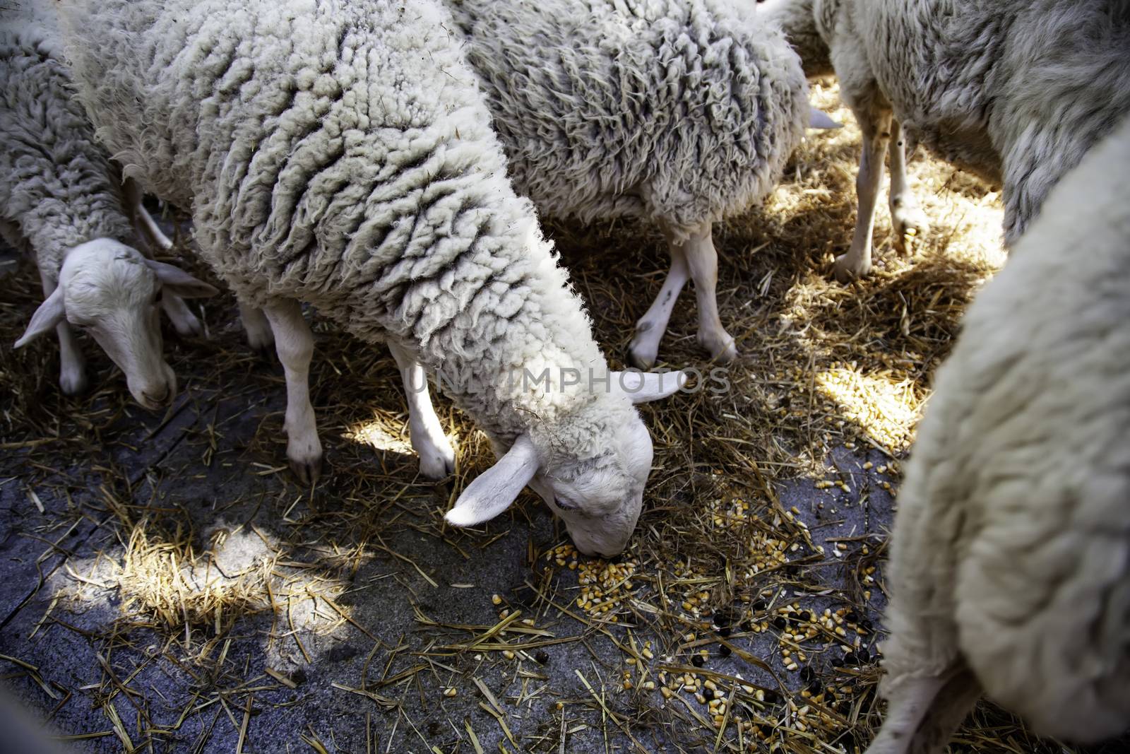 Sheep eating on a farm by esebene