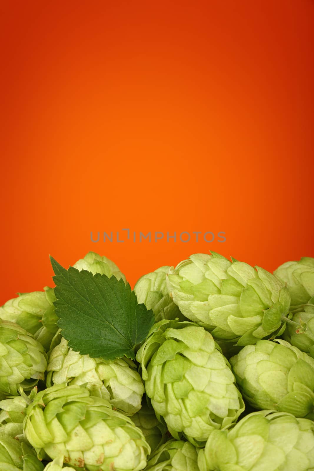 Close up heap of fresh green hops, ingredient for beer or herbal medicine, over warm brown orange background with copy space, low angle side view