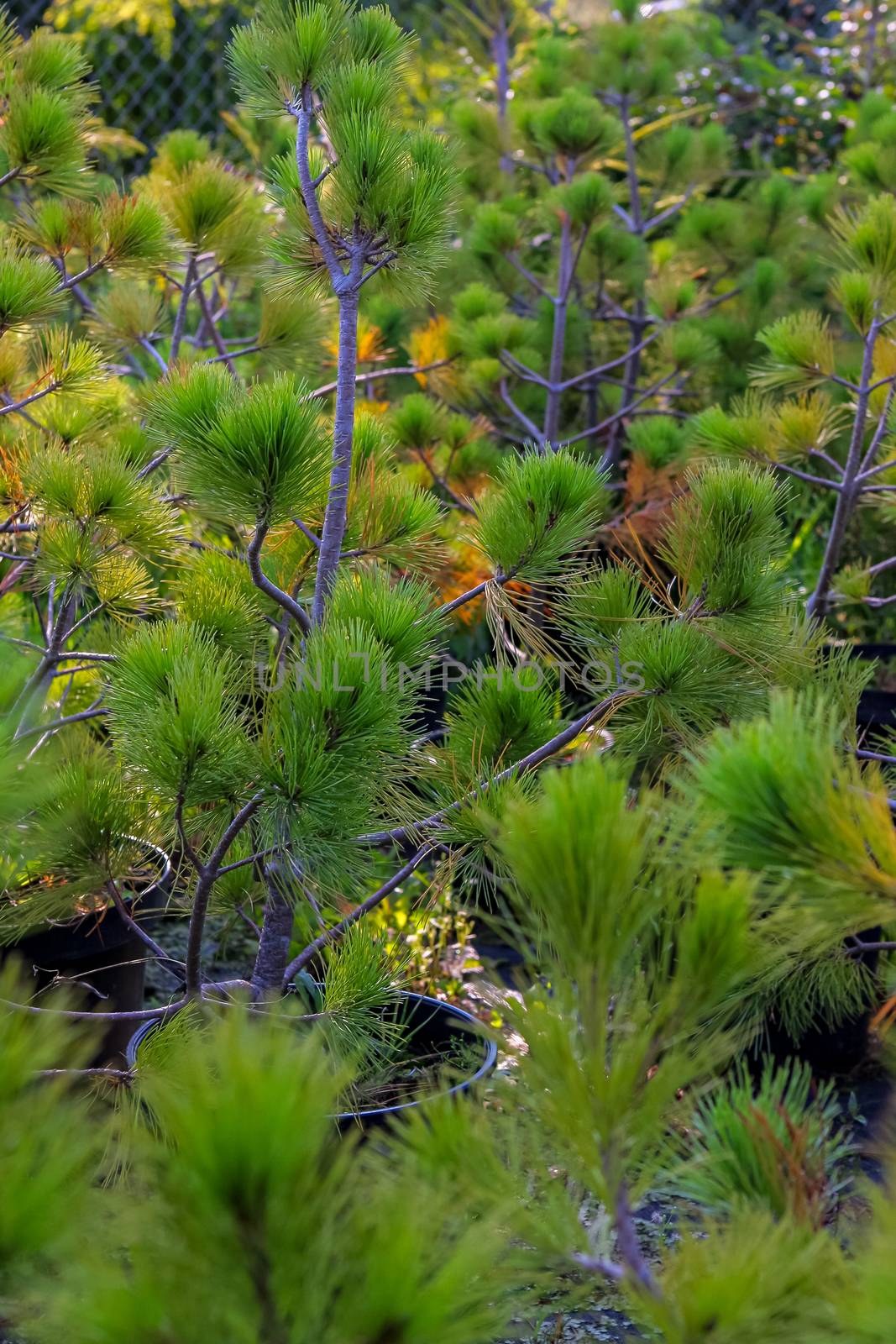 Pots with young spruce tree plants in tree farm