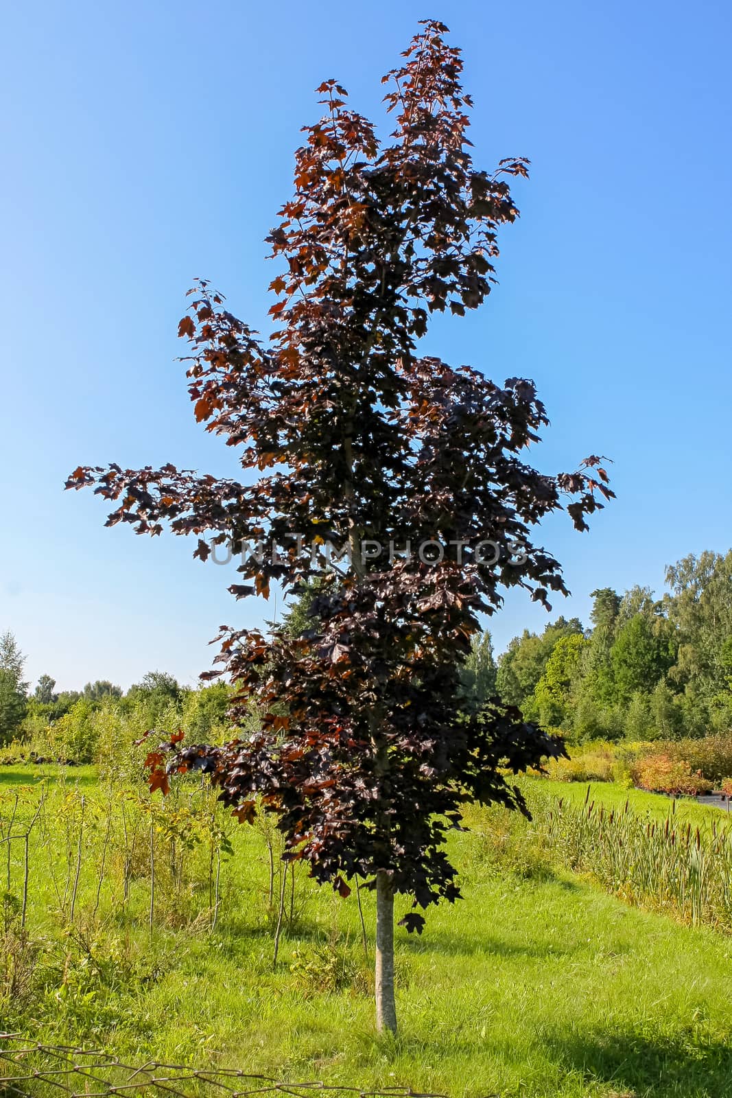 Single maple with red leaves on a background of green lawn,  trees and blue sky