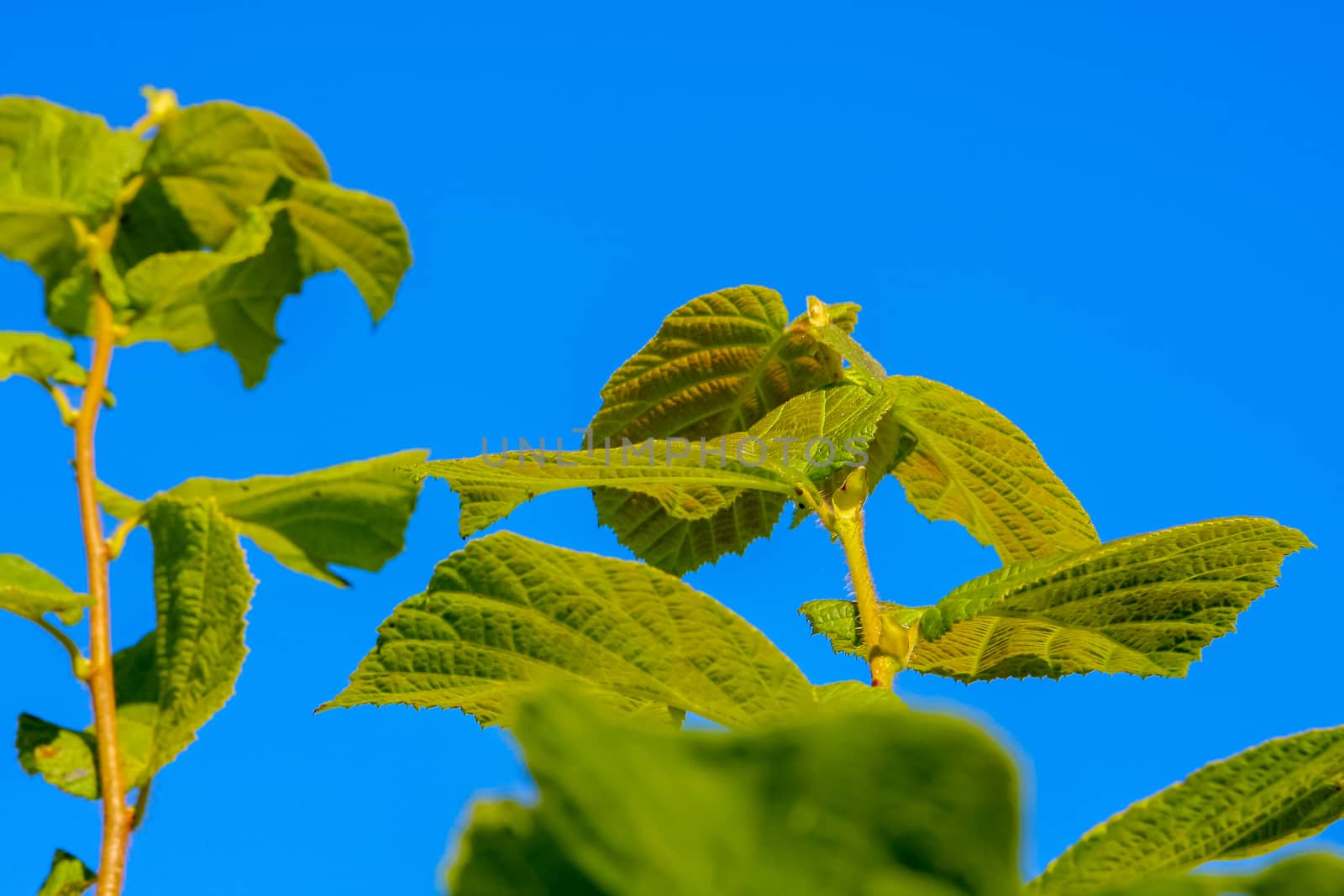 Green leaves against blue skies, natural backgrounds.