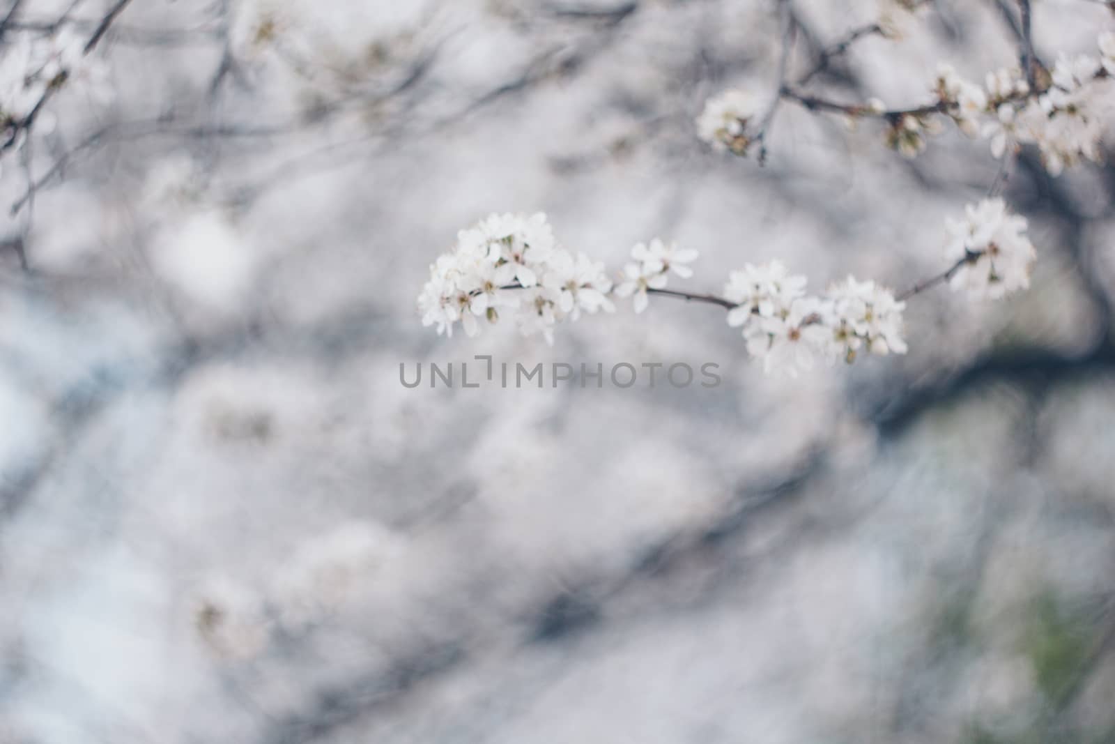 blooming tree in spring close up white pink flowers buds growing leaves twigs revival of nature